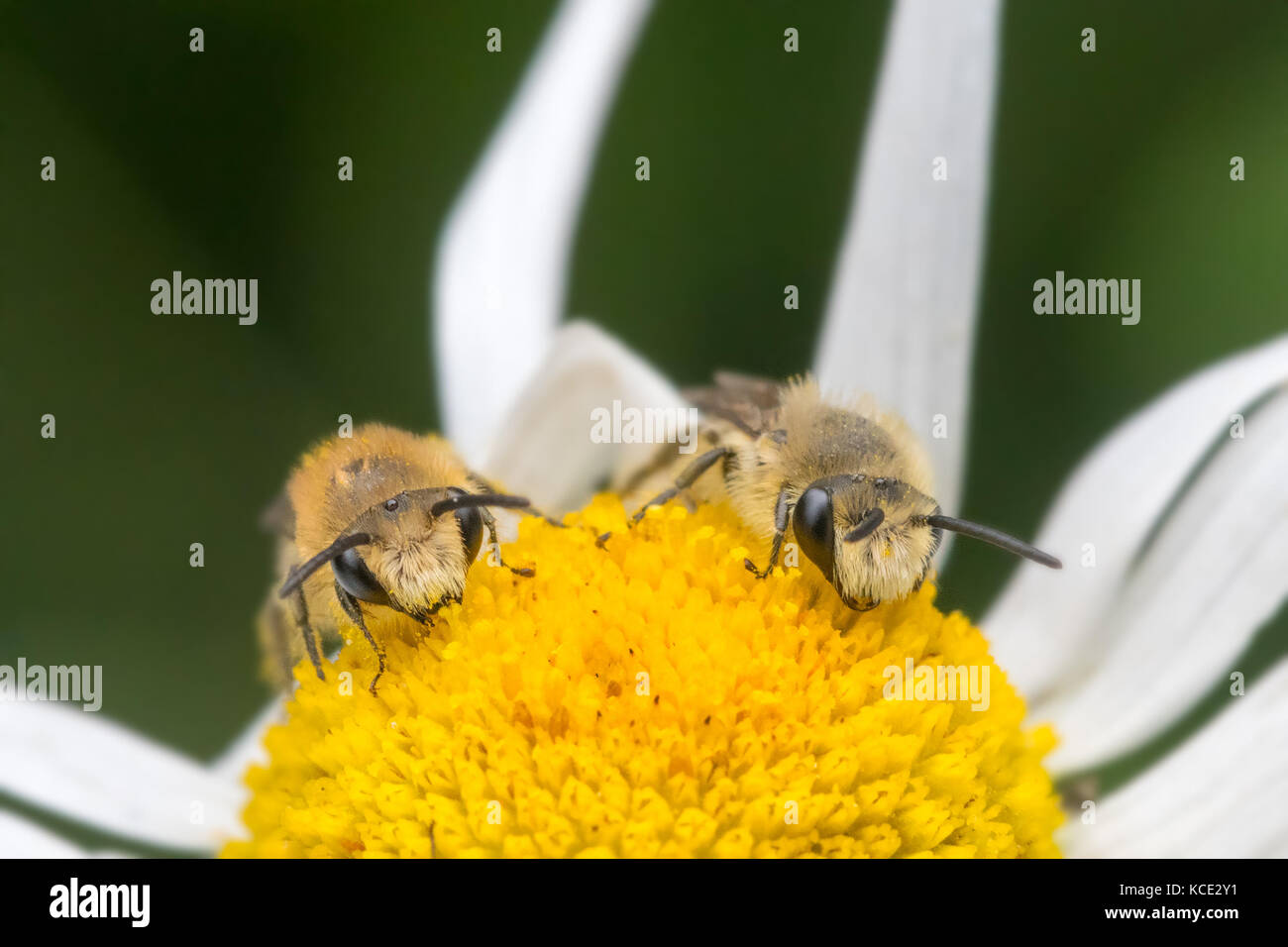 Zwei gipser Bienen (Colletes daviesanus) Fütterung auf oxeye daisy flower, North Devon, UK, Sommer. Stockfoto