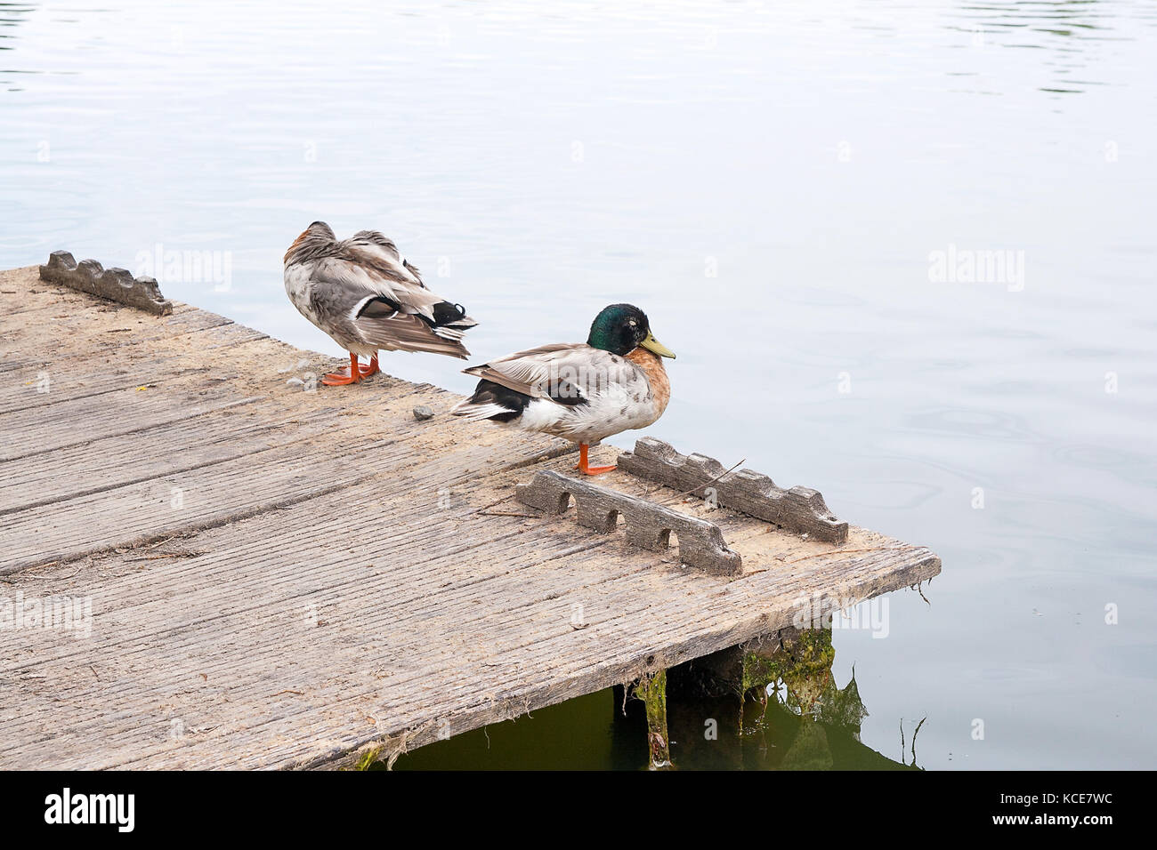 Zwei Stockenten auf alten hölzernen Pier. Mallard - ein Vogel aus der Familie der Entenvögel Loslösung von Wasservögeln. Die bekanntesten und häufigsten Vögel ich Wild Duck. Stockfoto