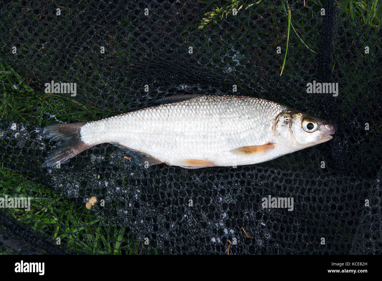 In der Nähe von nur vom Wasser Süßwasser gemeinsame Nase Fische als europäischen potamodromous Karpfenfischen auf grünem Gras. Stockfoto