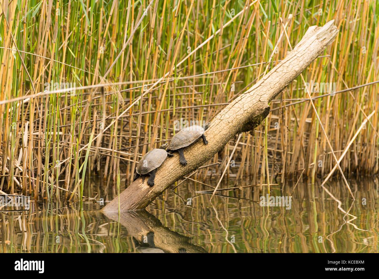 Emydidae Familie aquatics Schildkröten stehen auf einem Holz Stockfoto