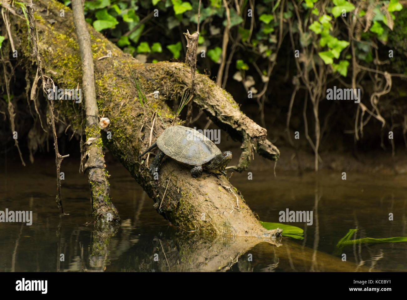 Emydidae Familie aquatics Schildkröten stehen auf einem Holz Stockfoto