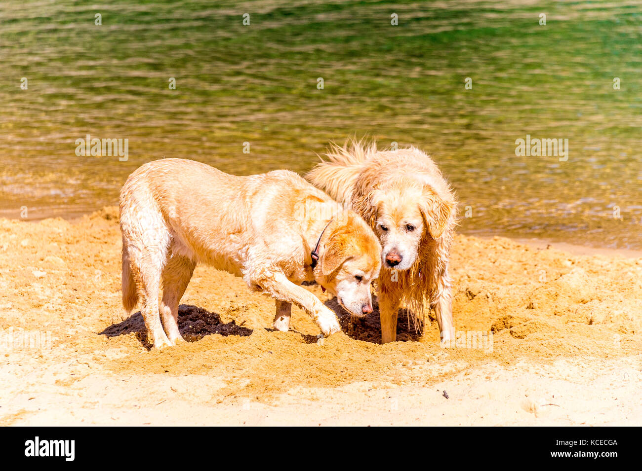 Zwei Golden Retrievers graben ein Loch im Sand an einem Sydney Beach Stockfoto