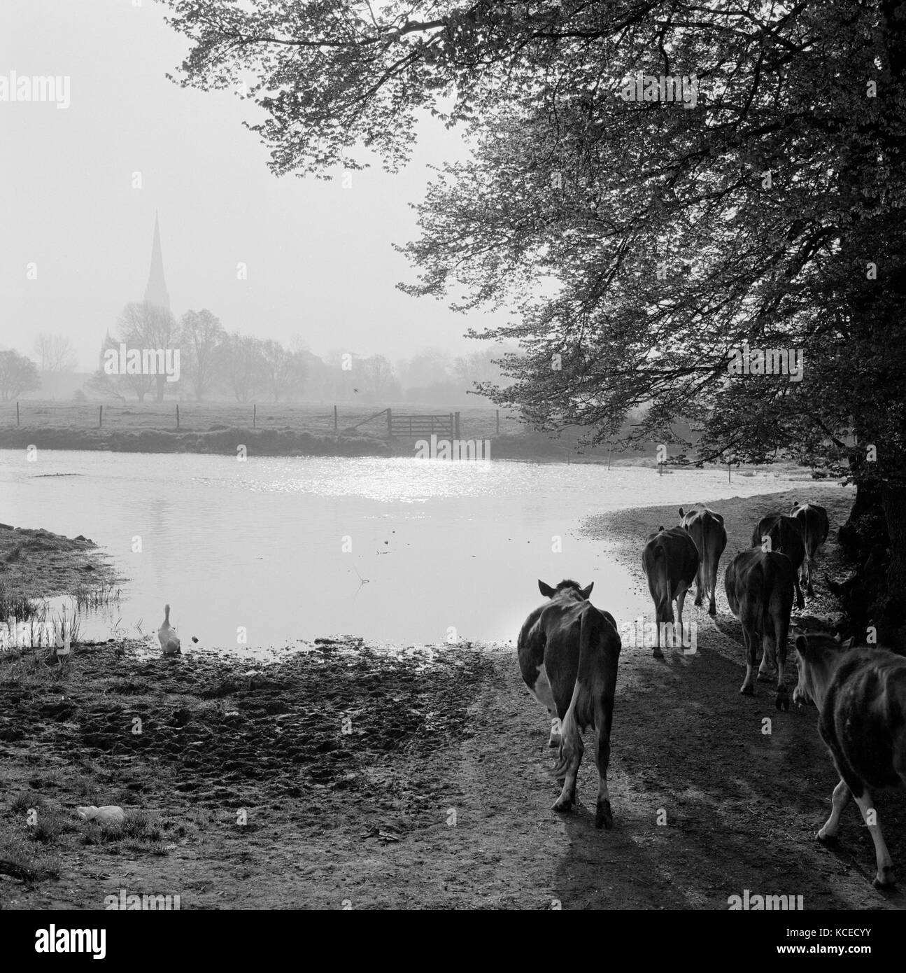 West harnham, Salisbury, Wiltshire. Rinder in überschwemmten Wiesen und Weiden durch den Fluss und Wasser Wiesen am West harnham. nach Osten in Richtung der Turm der c Stockfoto