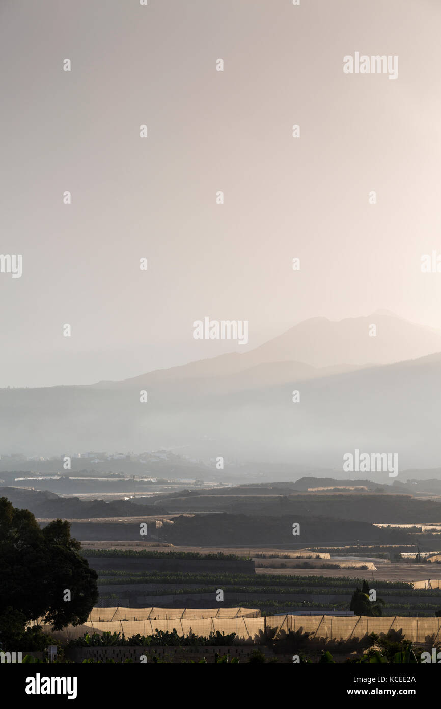 Hintergrundbeleuchtung dunstig misty Dawn über Bananenplantagen in der Region Guia de Isora, Teneriffa mit dem Teide im Hintergrund, Kanarische Inseln, Spanien Stockfoto