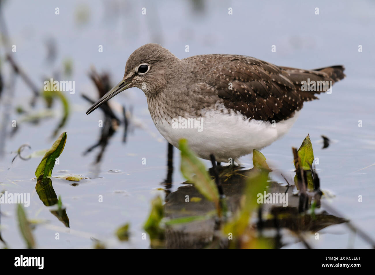 Ein erwachsener Green sandpiper (Tringa ochropus) waten in einen flachen Pool auf der Insel Sheppey, Kent. Dezember. Stockfoto