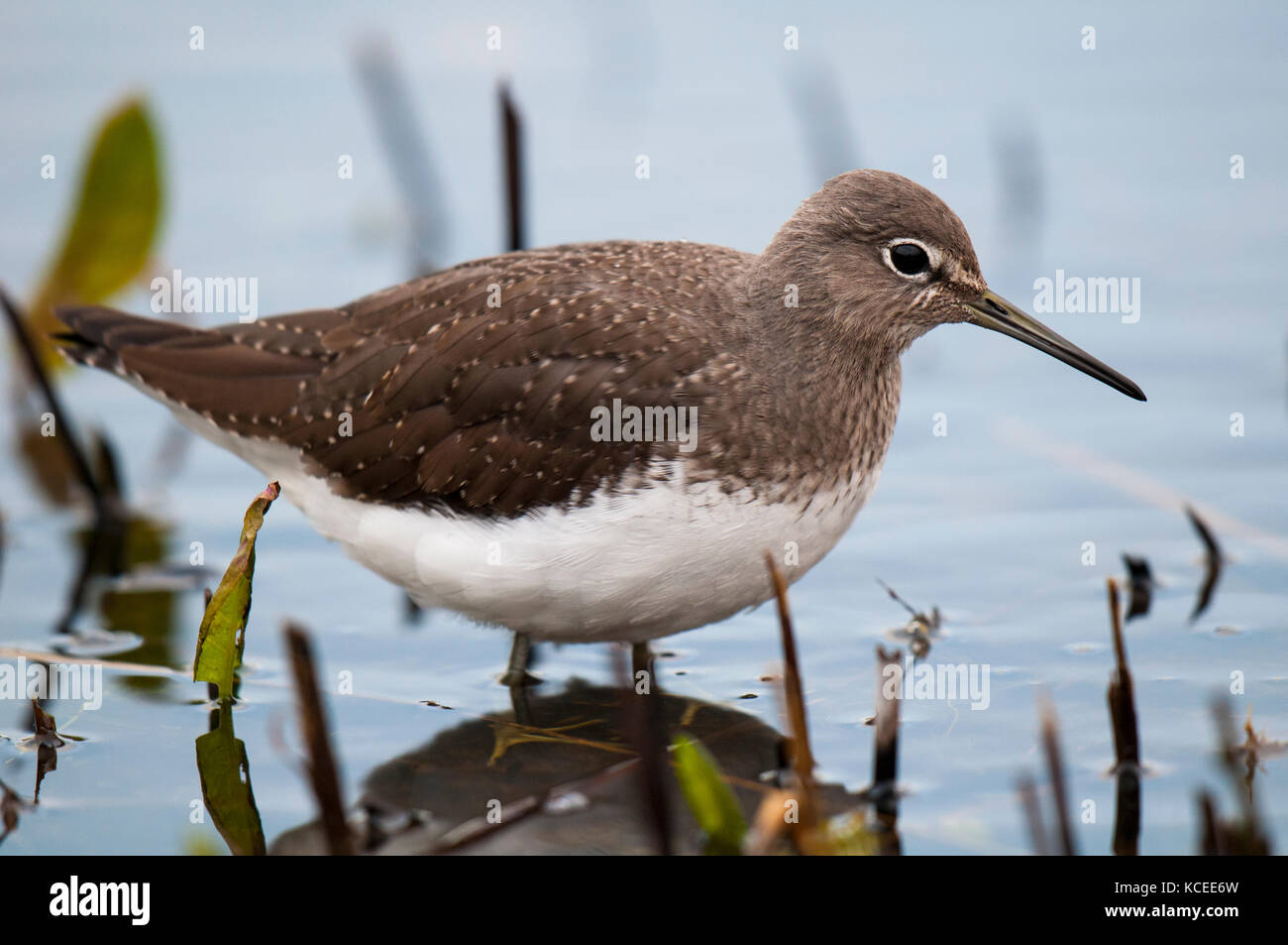 Ein erwachsener Green sandpiper (Tringa ochropus) waten in einen flachen Pool auf der Insel Sheppey, Kent. Dezember. Stockfoto