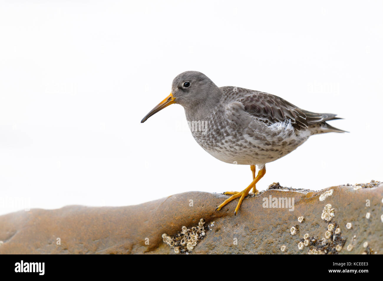 Ein erwachsener Meerstrandläufer (Calidris maritima) im Winter Gefieder, stehend auf einem Felsen in Bridlington, East Yorkshire. Januar. Stockfoto