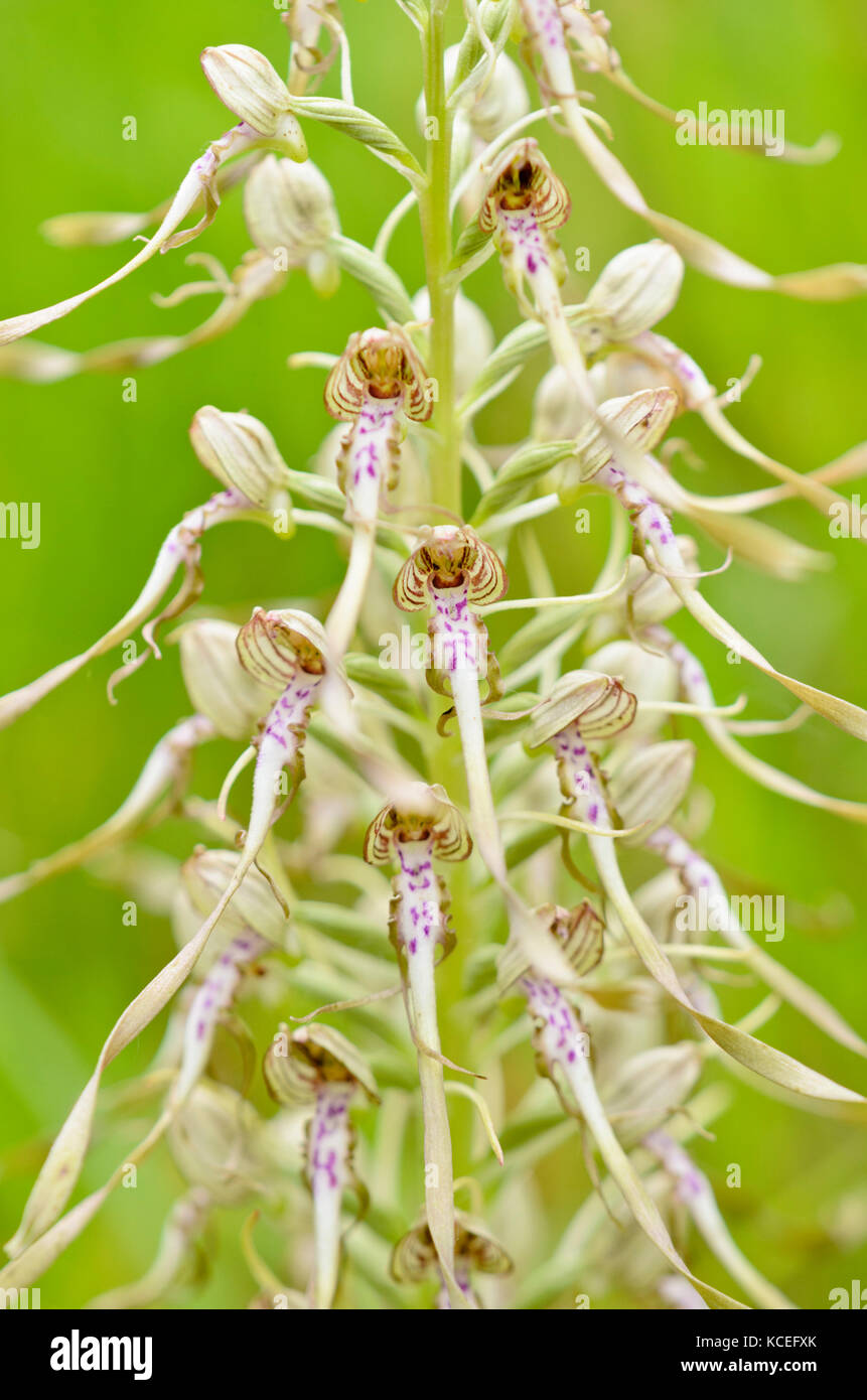 Lizard orchid (Himantoglossum hircinum) Stockfoto