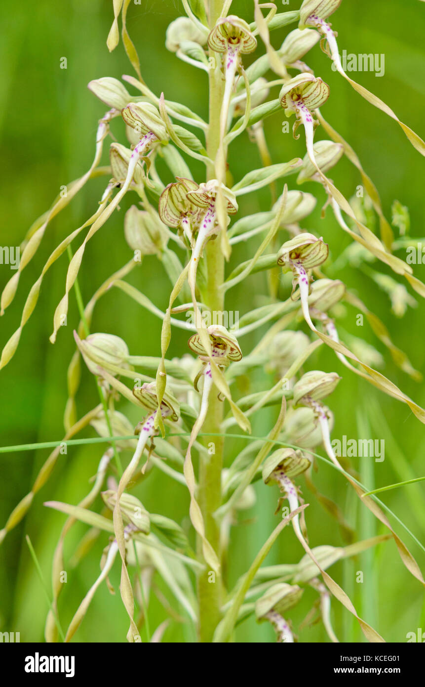 Lizard orchid (Himantoglossum hircinum) Stockfoto