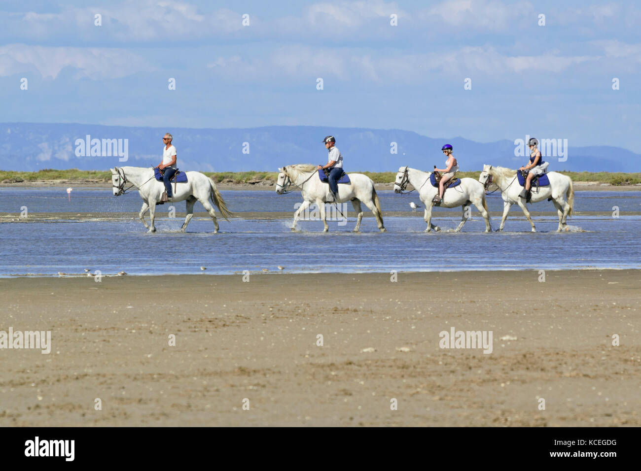 Reiter auf weißen Pferden, Camargue, Frankreich Stockfoto