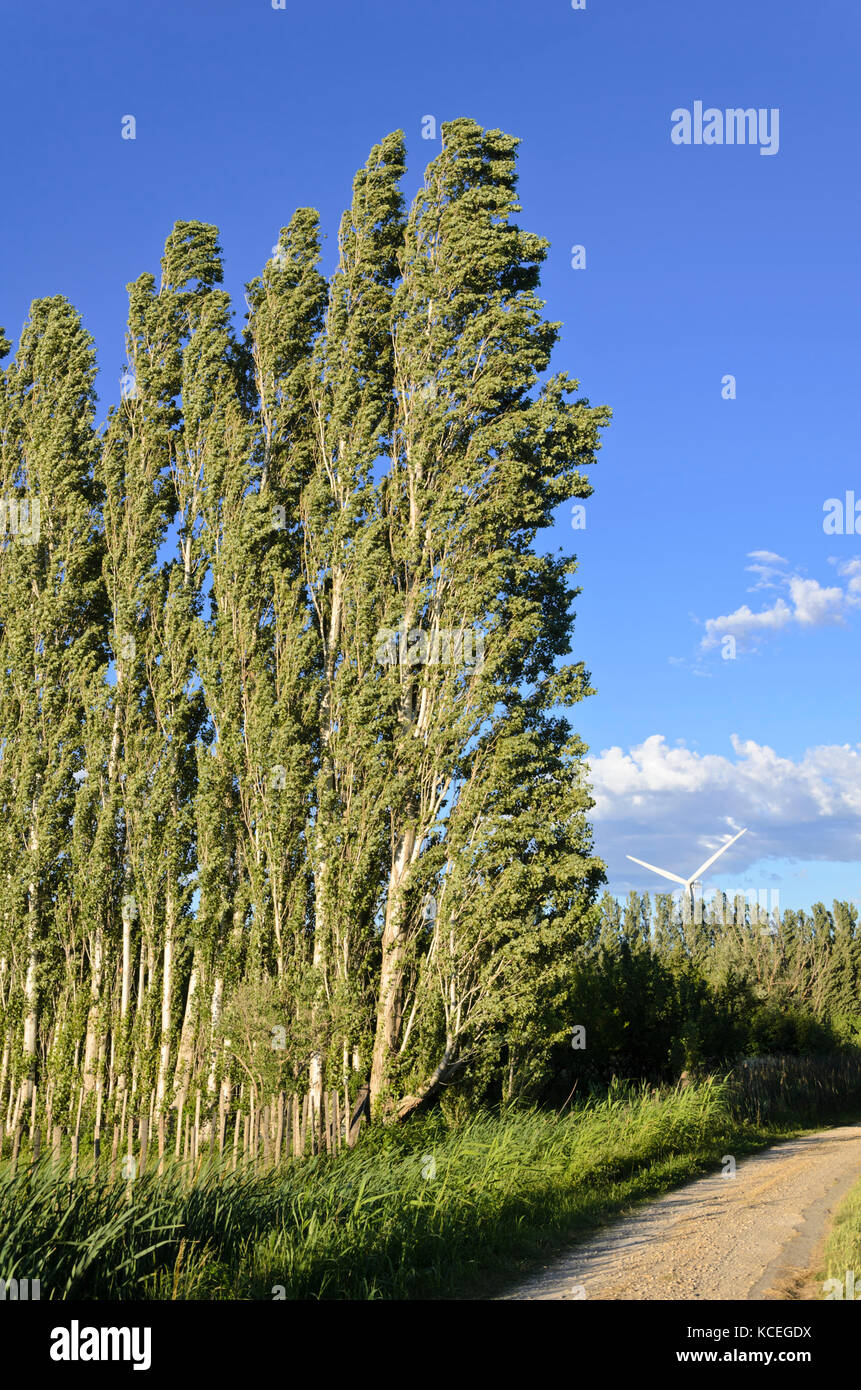 Pappeln (Populus) als Frontscheibe, Camargue, Frankreich Stockfoto