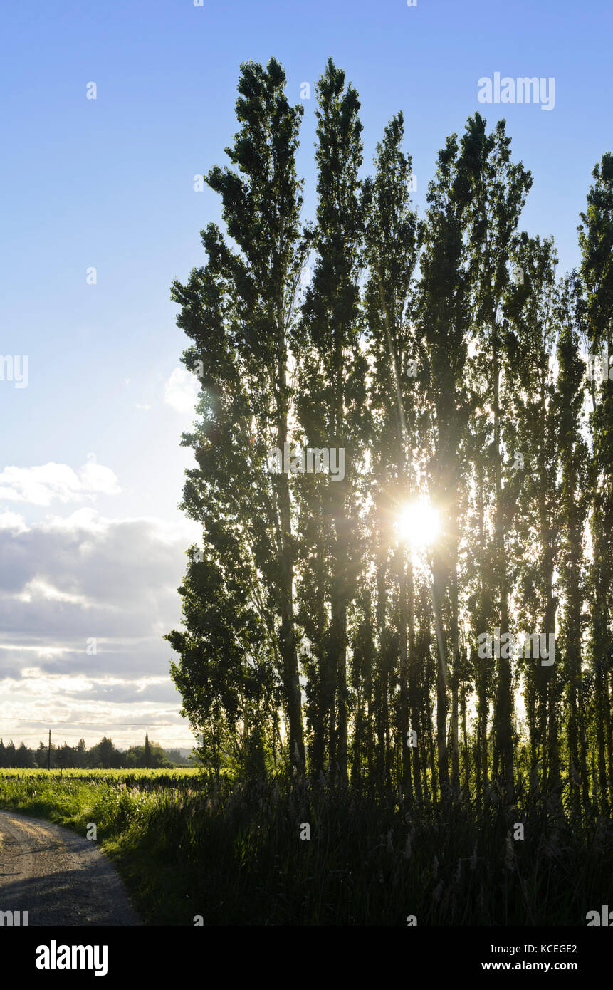 Pappeln (Populus) als Frontscheibe, Camargue, Frankreich Stockfoto