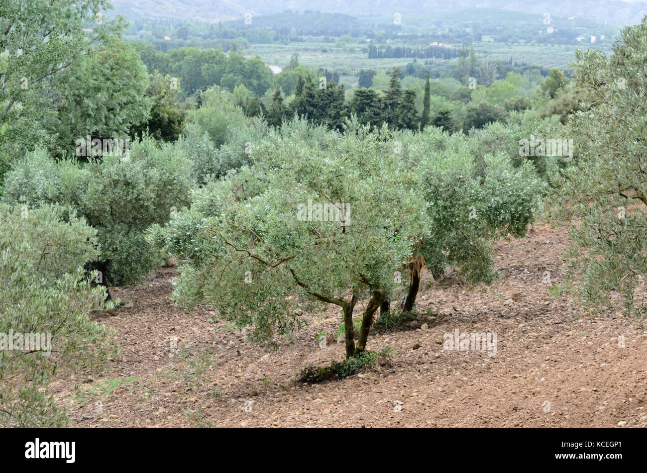 Olivenbaum (Olea europaea), Alpilles, Provence, Frankreich Stockfoto