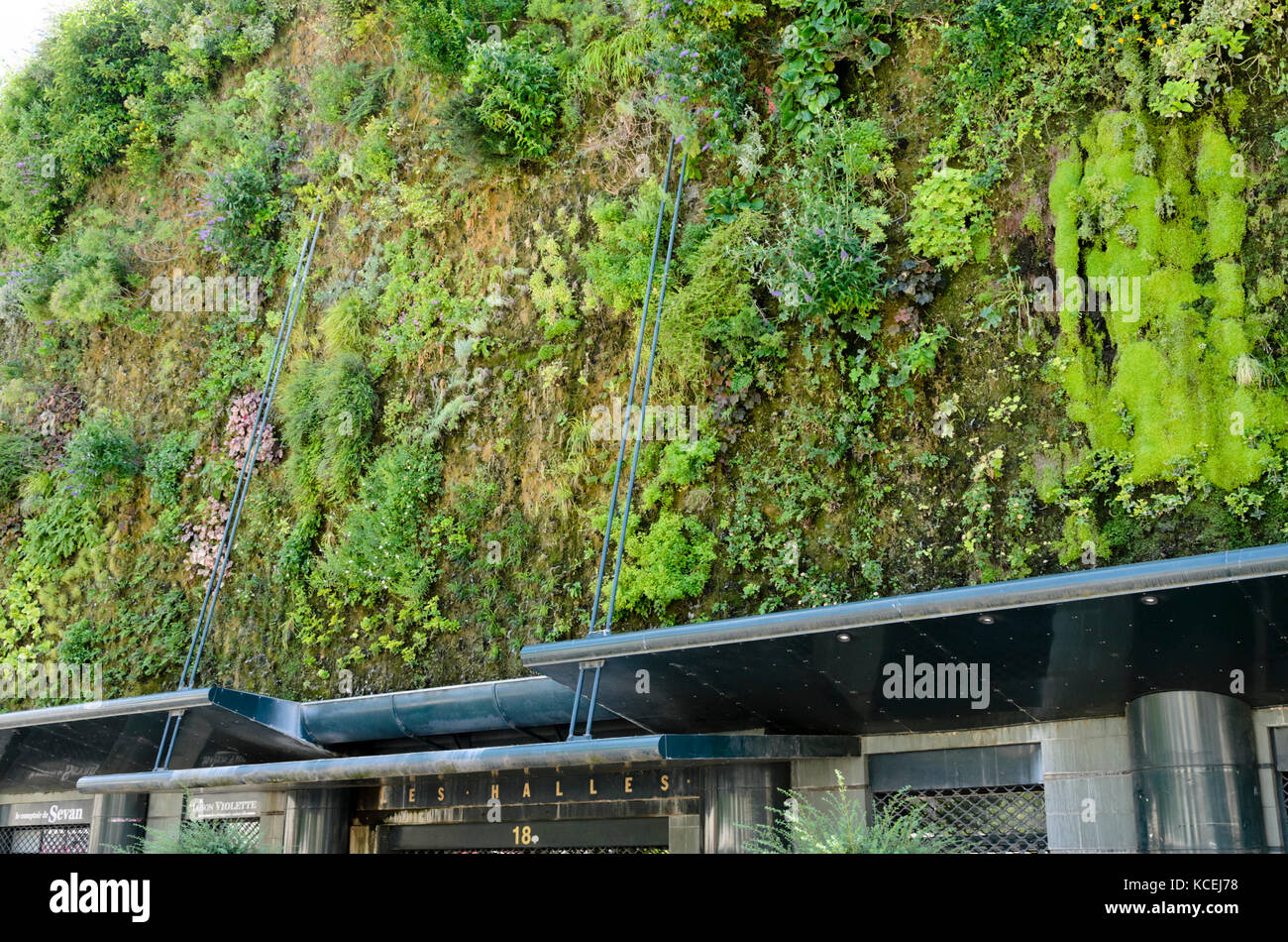 Vertikale Garten, Halles d'Avignon, Frankreich. Design: Patrick Blanc Stockfoto