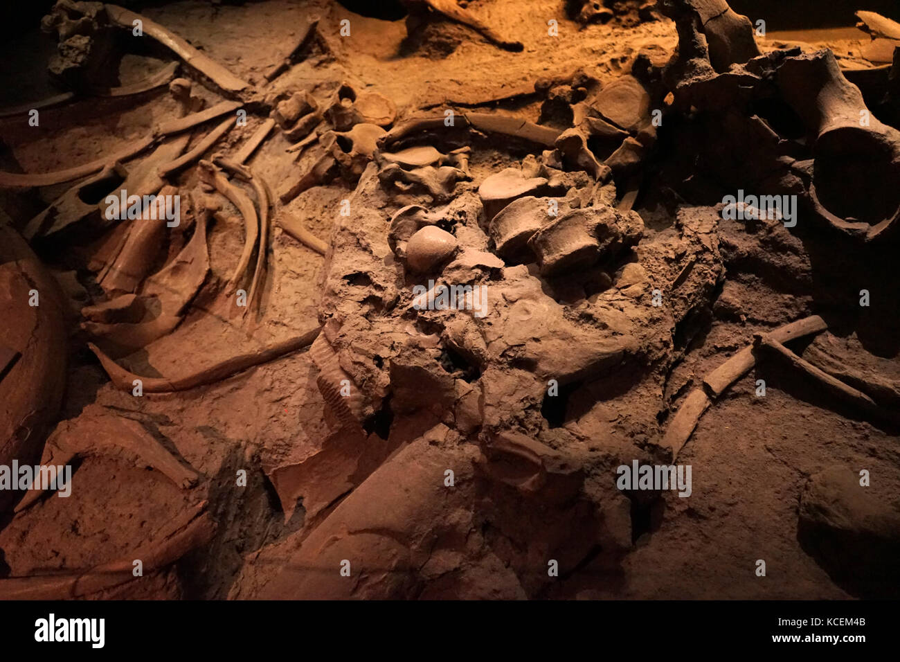 Fossil eines Mammuts, eine ausgestorbene Tier mit dem langen Haar und gebogenen Stoßzähnen. Stockfoto