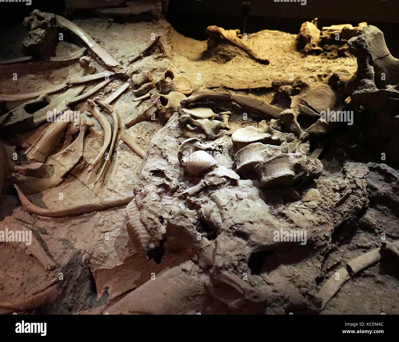Fossil eines Mammuts, eine ausgestorbene Tier mit dem langen Haar und gebogenen Stoßzähnen. Stockfoto