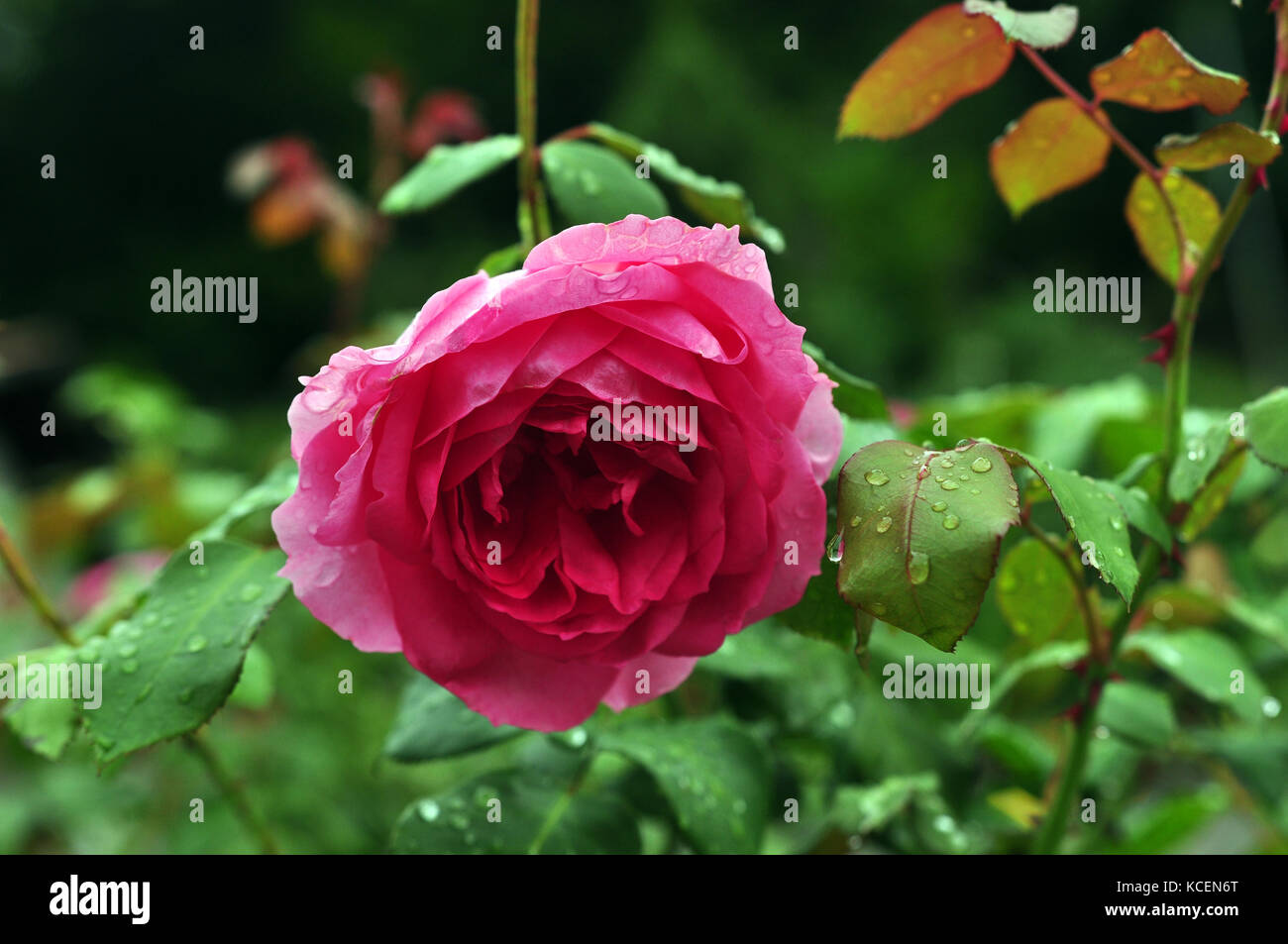Rosa Blume Rose petal Stockfoto