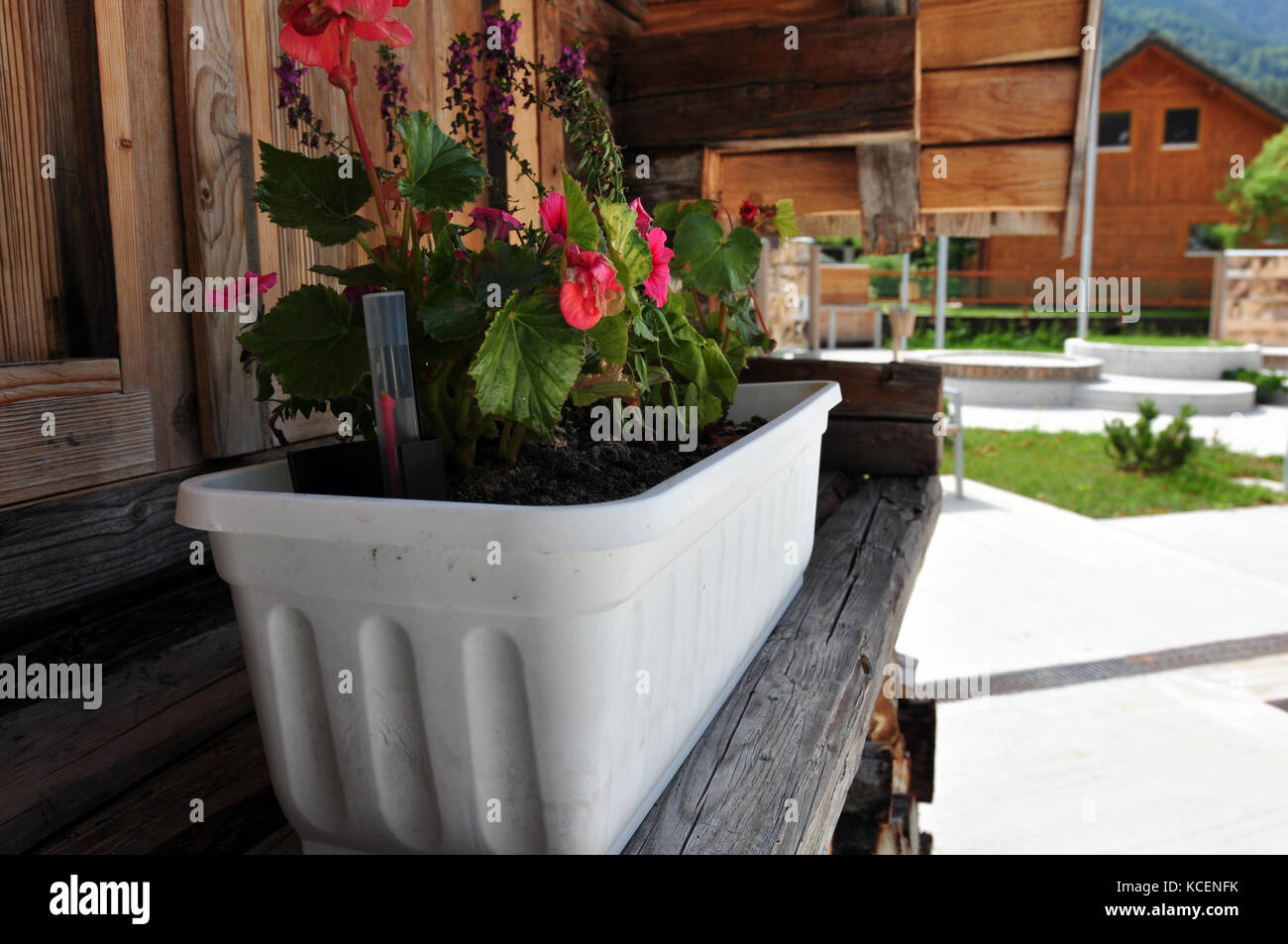 Blumen in einem Topf auf einem Holzfensterregal des europäischen Holzhauses Stockfoto