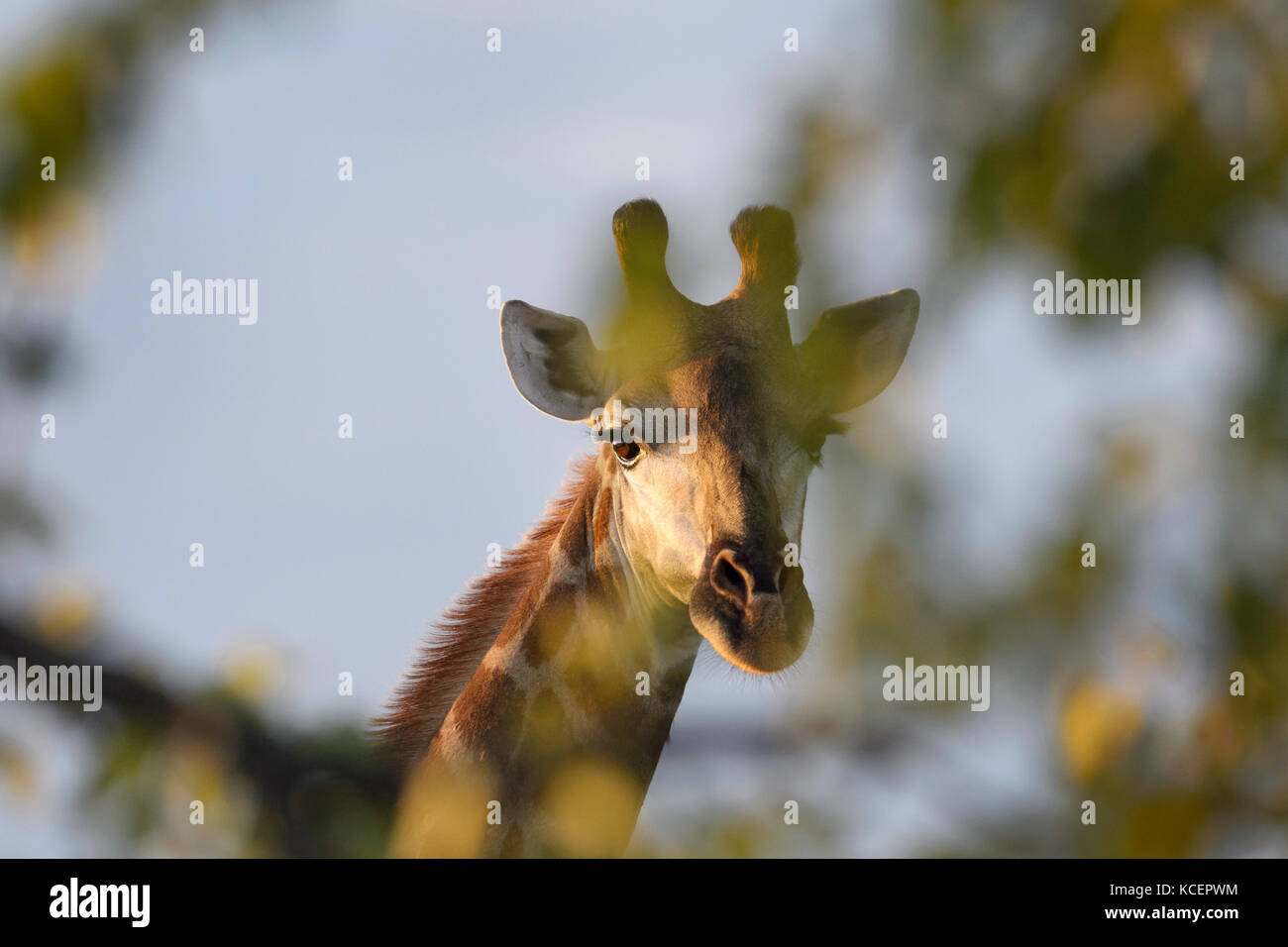 Giraffe (Giraffa Camelopardalis) an der Kamera schaut hinter einem Baum, Krüger Nationalpark, Südafrika Stockfoto