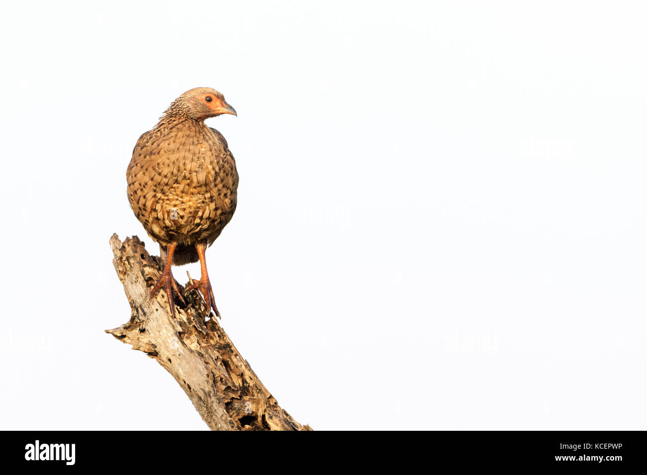 Natal spurfowl oder Natal Francolin (pternistis natalensis) auf Baumstumpf, Krüger Nationalpark, Südafrika Stockfoto