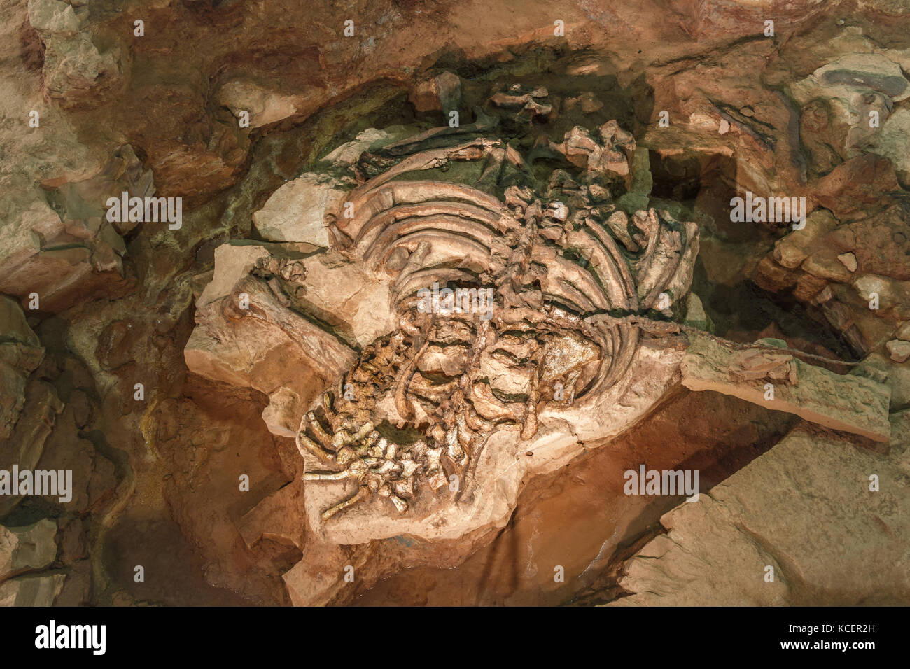 Fossil von Phuwiangosaurus sirindhornae im Sirindhorn Museum , Kalasin , Thailand . ( Nahezu vollständiges Fossil ) . Stockfoto