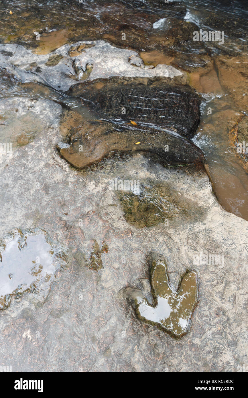Fußabdruck von Dinosauriern ( Carnotaurus ) auf dem Boden in der Nähe des Flusses im Phu Faek National Forest Park , Kalasin , Thailand . Das Wasser ist drauf. Stockfoto