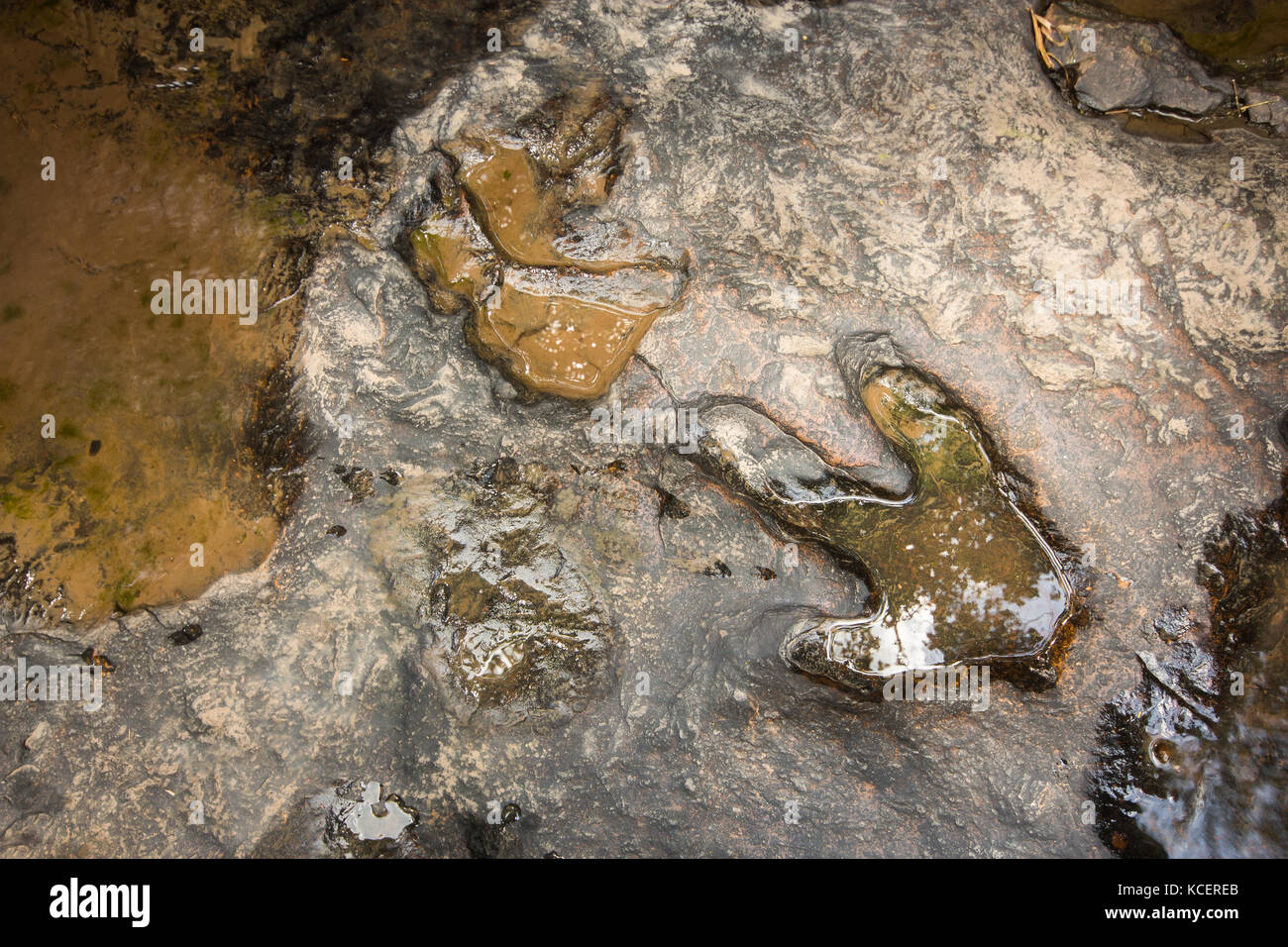Fußabdruck von Dinosauriern ( Carnotaurus ) auf dem Boden in der Nähe des Flusses im Phu Faek National Forest Park , Kalasin , Thailand . Das Wasser ist drauf. Stockfoto