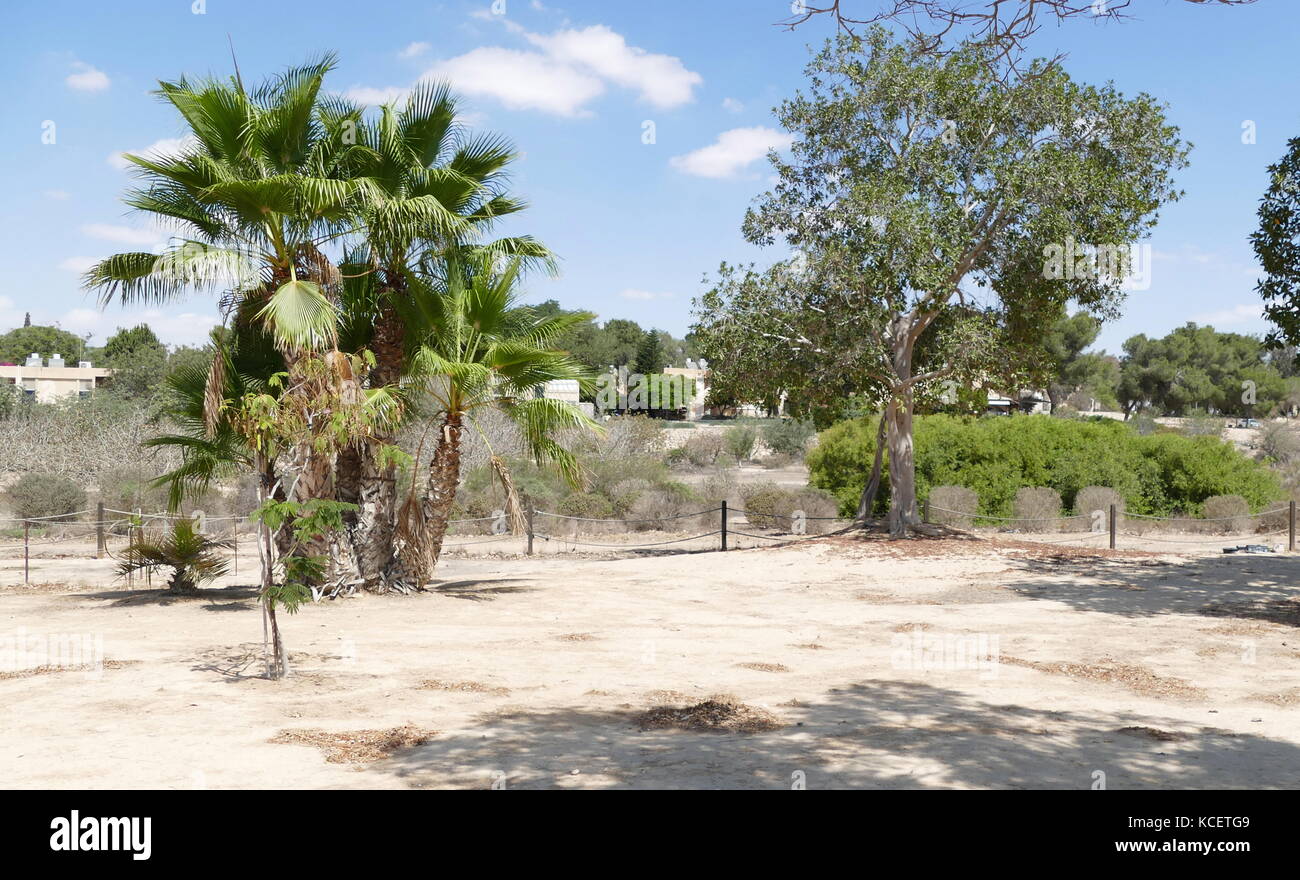 Palmen und andere Bäume wachsen im Kibbutz Revivim, Wüste Negev, Israel. Stockfoto