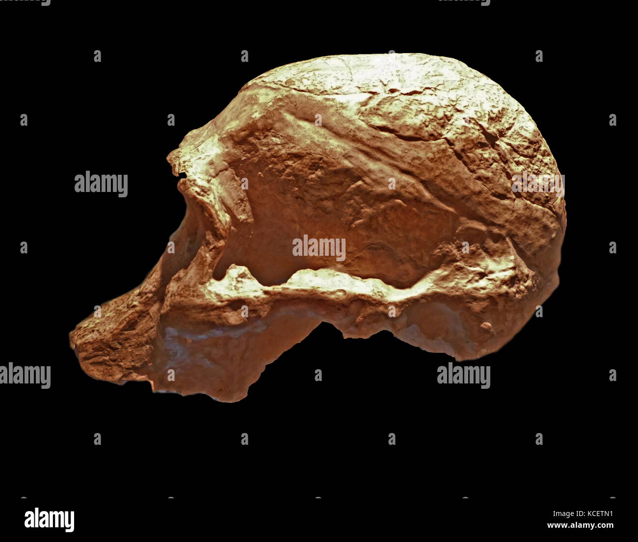 Australopithecus Africanus, einem erloschenen (fossilen) Arten von den Australopithecinen, die erste von einem frühen Ape-Formular Arten als Homininen (1924) klassifiziert werden, zwischen 3.3 und 2.1 Millionen Jahren lebenden veraltet, oder in den späten Pliozän und frühen Pleistozän mal; es ist als ein direkter Vorfahre des modernen Menschen diskutiert. Dieser Schädel wurde bei Taung, Südafrika gefunden Stockfoto