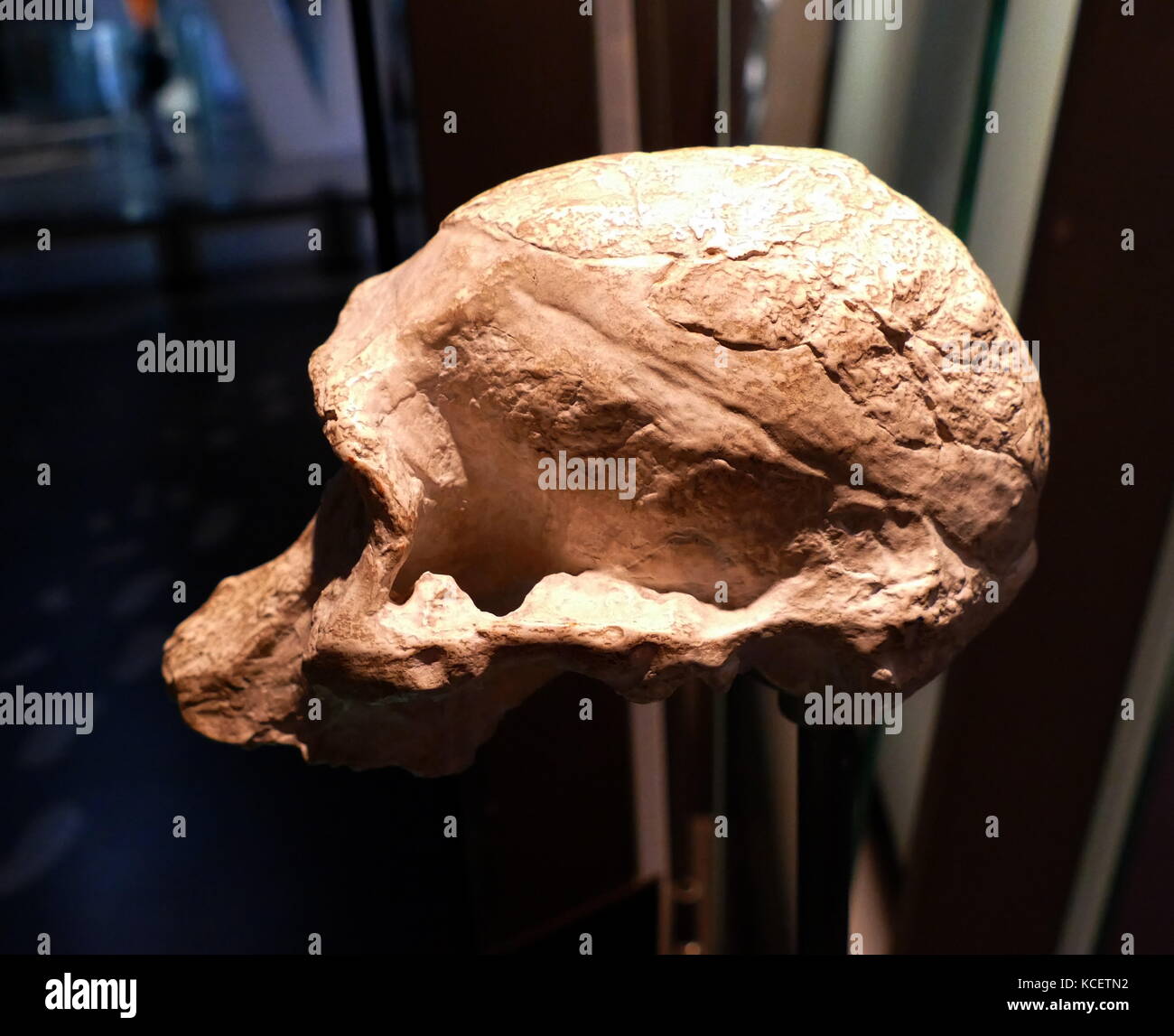 Australopithecus Africanus, einem erloschenen (fossilen) Arten von den Australopithecinen, die erste von einem frühen Ape-Formular Arten als Homininen (1924) klassifiziert werden, zwischen 3.3 und 2.1 Millionen Jahren lebenden veraltet, oder in den späten Pliozän und frühen Pleistozän mal; es ist als ein direkter Vorfahre des modernen Menschen diskutiert. Dieser Schädel wurde bei Taung, Südafrika gefunden Stockfoto
