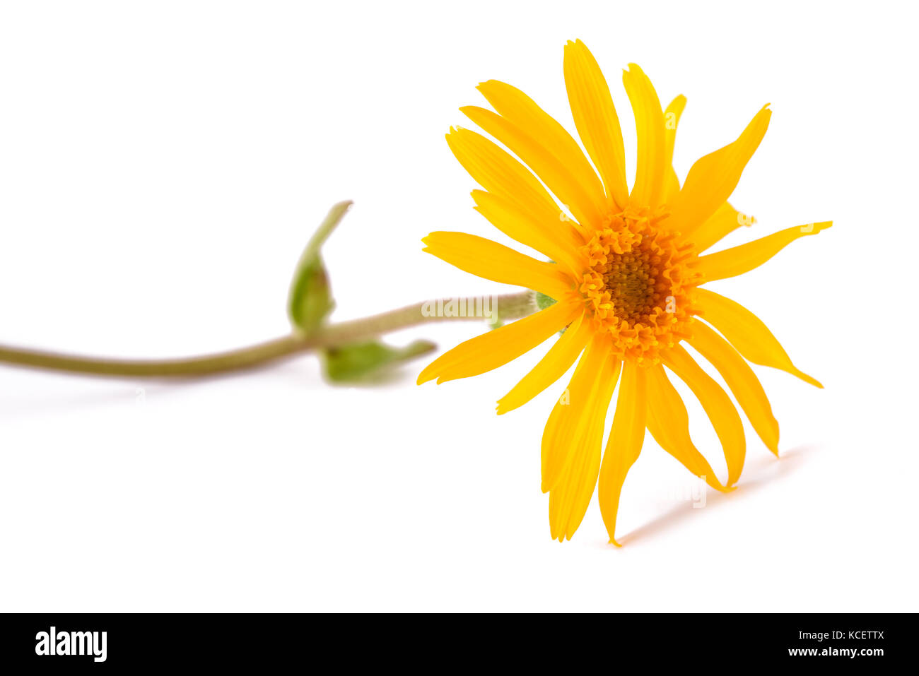 Arnica montana auf weißem Hintergrund Stockfoto