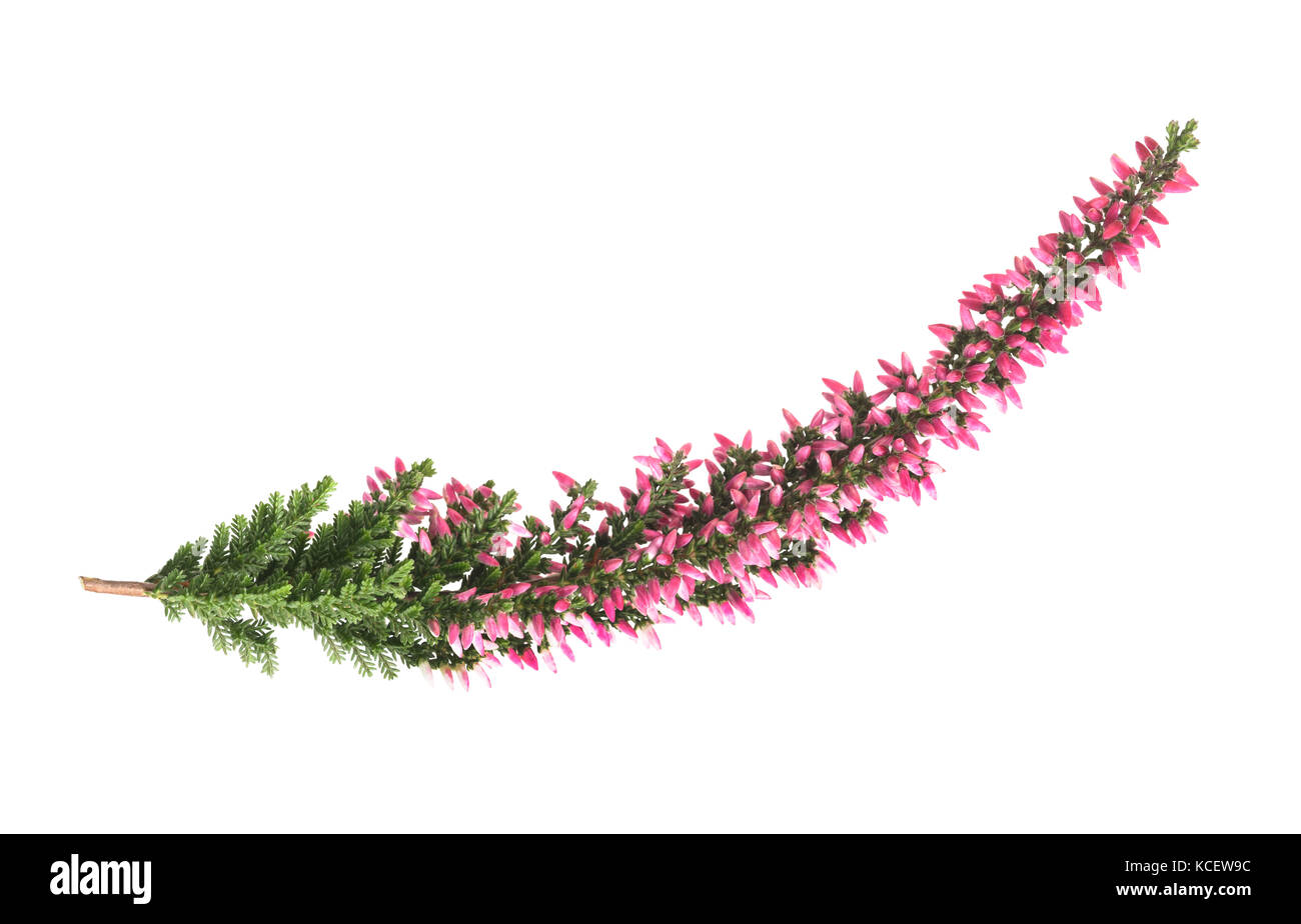 Calluna Zweig mit Blüten isoliert auf weißem Stockfoto