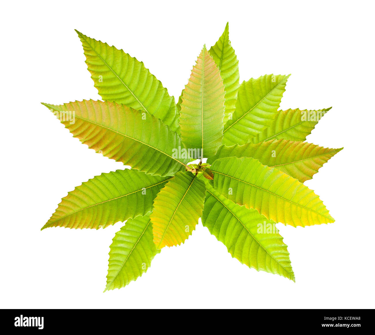 Chestnut Ast mit Blätter im Herbst isoliert auf weißem Stockfoto