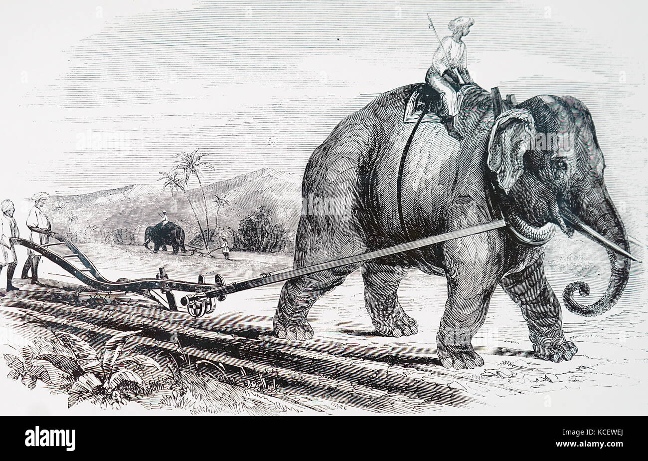 Abbildung zeigt einen Elefanten zu zeichnen ein Pflug auf einem indischen Zucker Plantage, mit einem Stahl Pflug. Vom 19. Jahrhundert Stockfoto