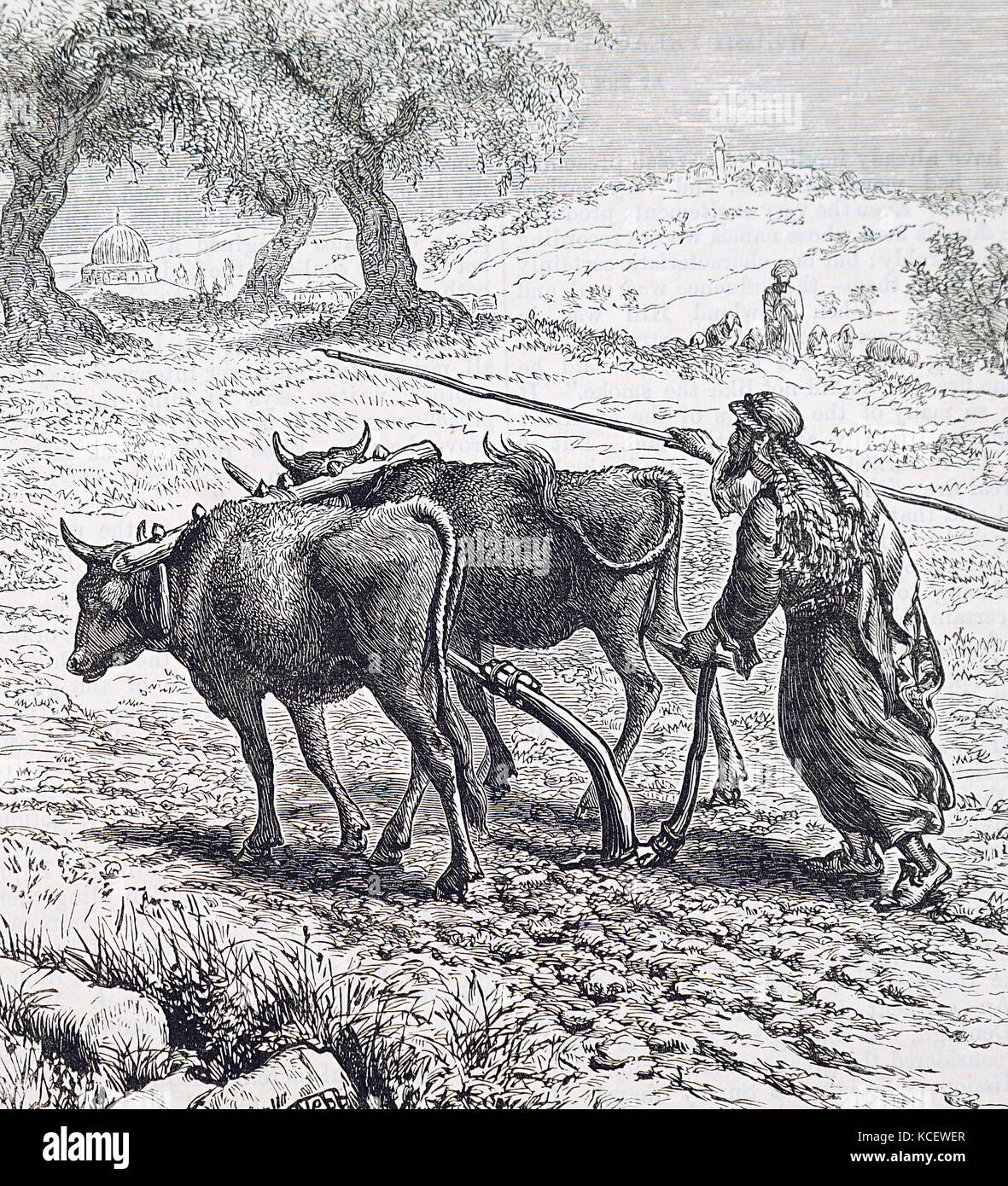 Abbildung: Darstellung eines Bauern pflügen mit Hilfe von Ochsen vom 19. Stockfoto