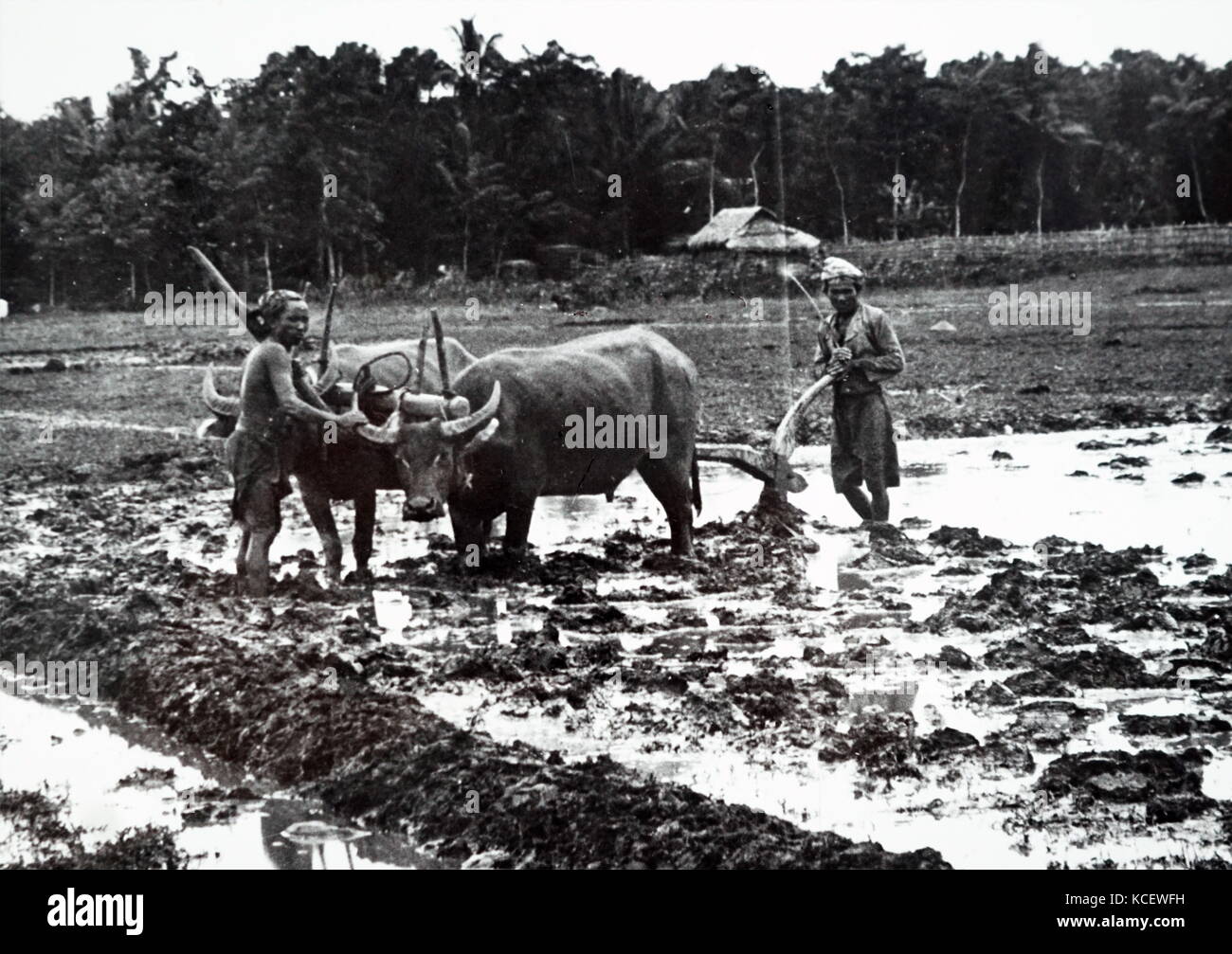 Foto von Bauern Pflügen mit Ochsen und Pflug in Java, Indonesien. Vom 19. Jahrhundert Stockfoto