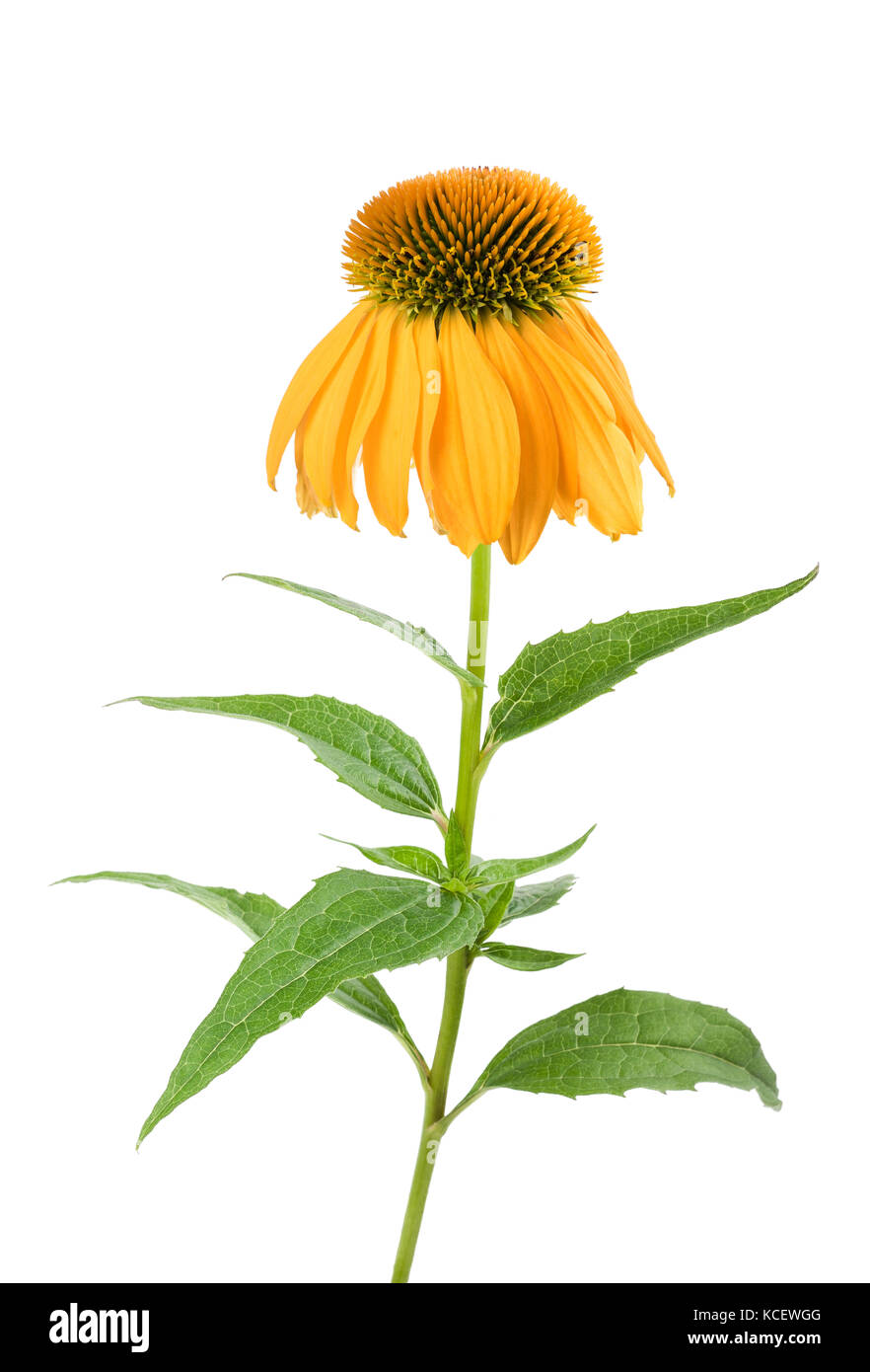 Gelbe coneflower auf weißem Hintergrund Stockfoto