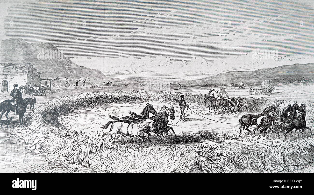 Gravur schildert Dreschen mit Pferden in Spanien. Dreschen ist eine Methode zur Trennung von Korn (Mais oder anderen Kulturen) verwendet, in der Regel mit einem dreschflegel oder durch die Aktion eines revolvierenden Mechanismus. Vom 19. Jahrhundert Stockfoto