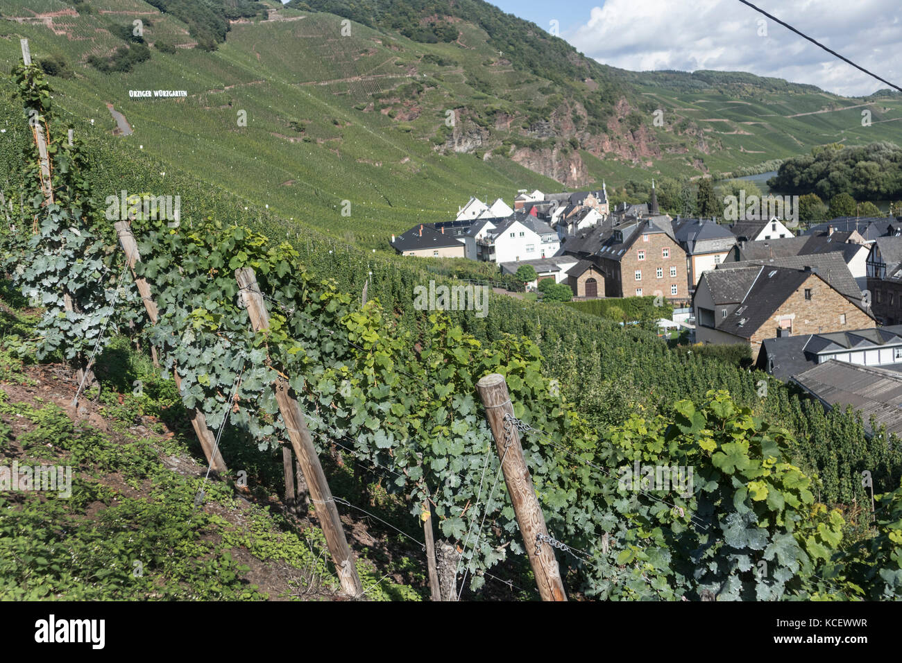 Die Weinberge und die Stadt Urzig, in der Mosel, Deutschland Stockfoto