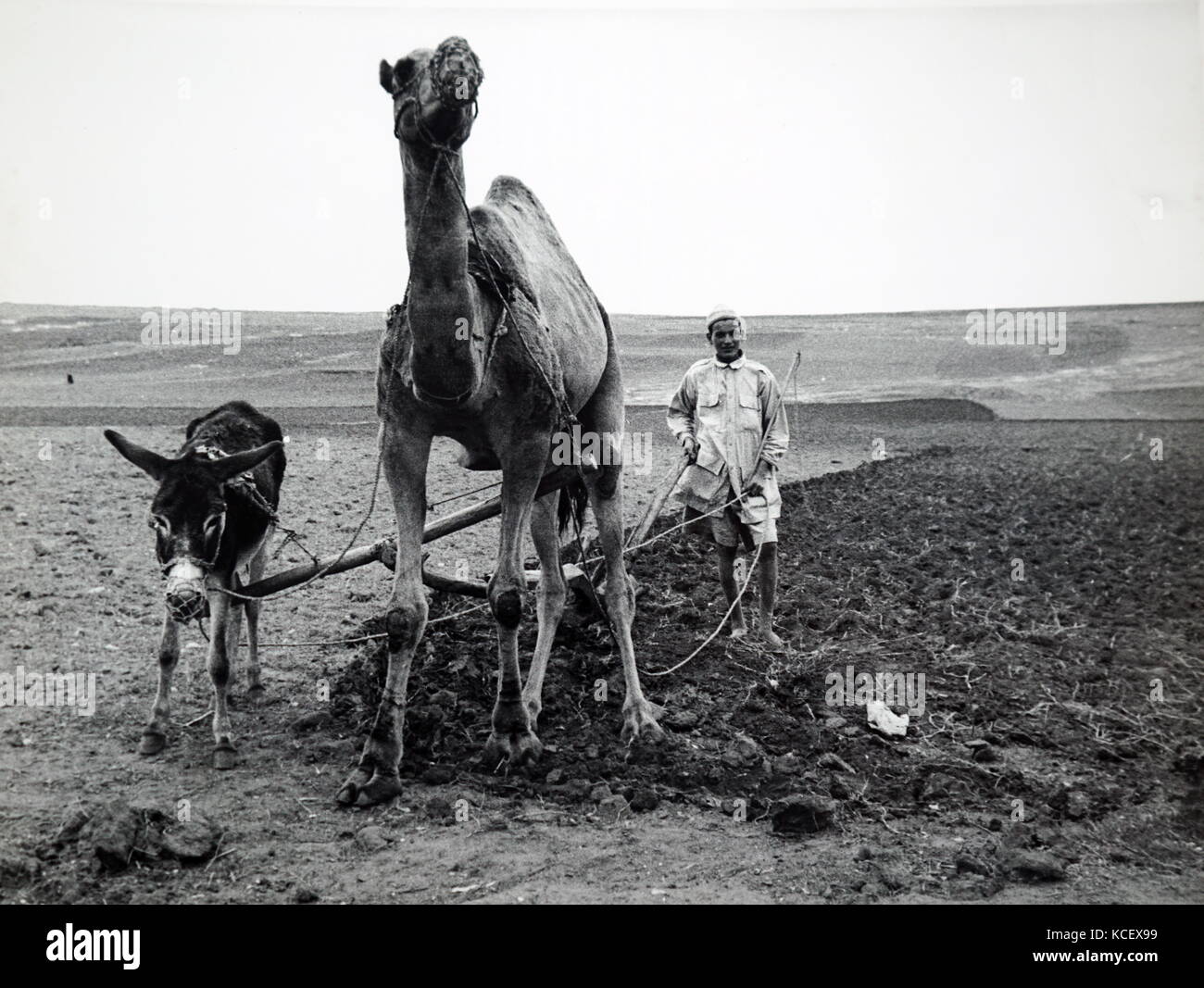 Foto von traditionellen marokkanischen landwirtschaftliche Methoden, um mit einem Kamel Felder zu pflügen. Vom 20. Jahrhundert Stockfoto