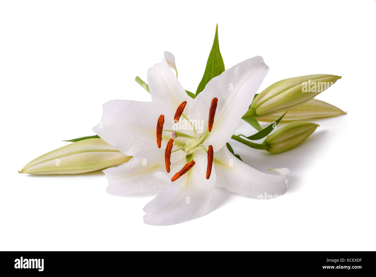 Weiße Lilie Blume auf weißem Hintergrund Stockfoto