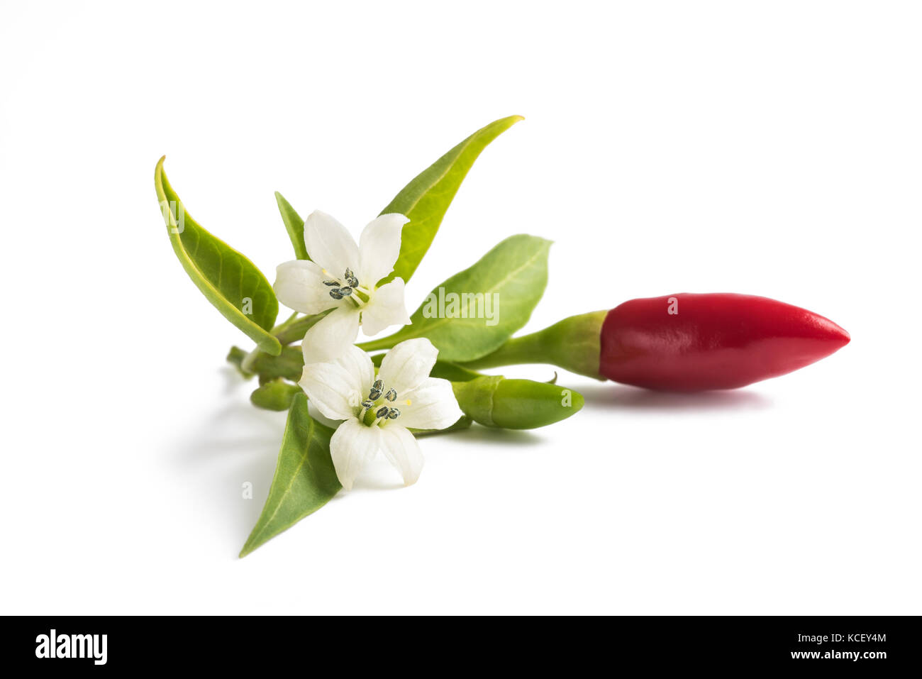 Chili peppers whit Blüten und Blätter isoliert auf weißem Stockfoto