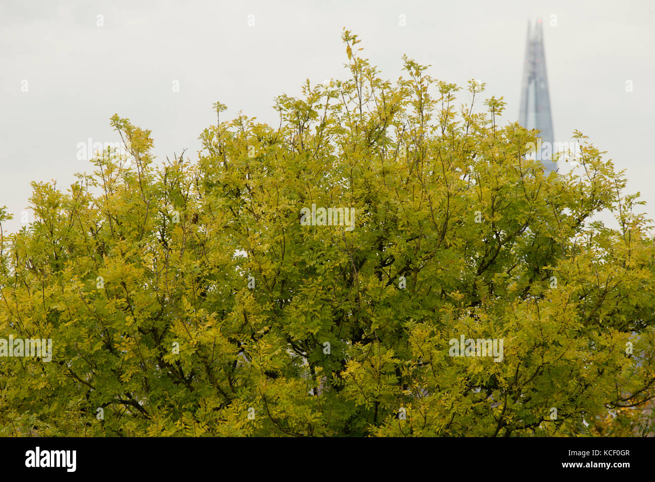 London, Großbritannien. 4.. Oktober 2017. Blick von Primrose Hill, London, Großbritannien. Kredit: Sebastian Remme/Alamy Live Nachrichten Stockfoto