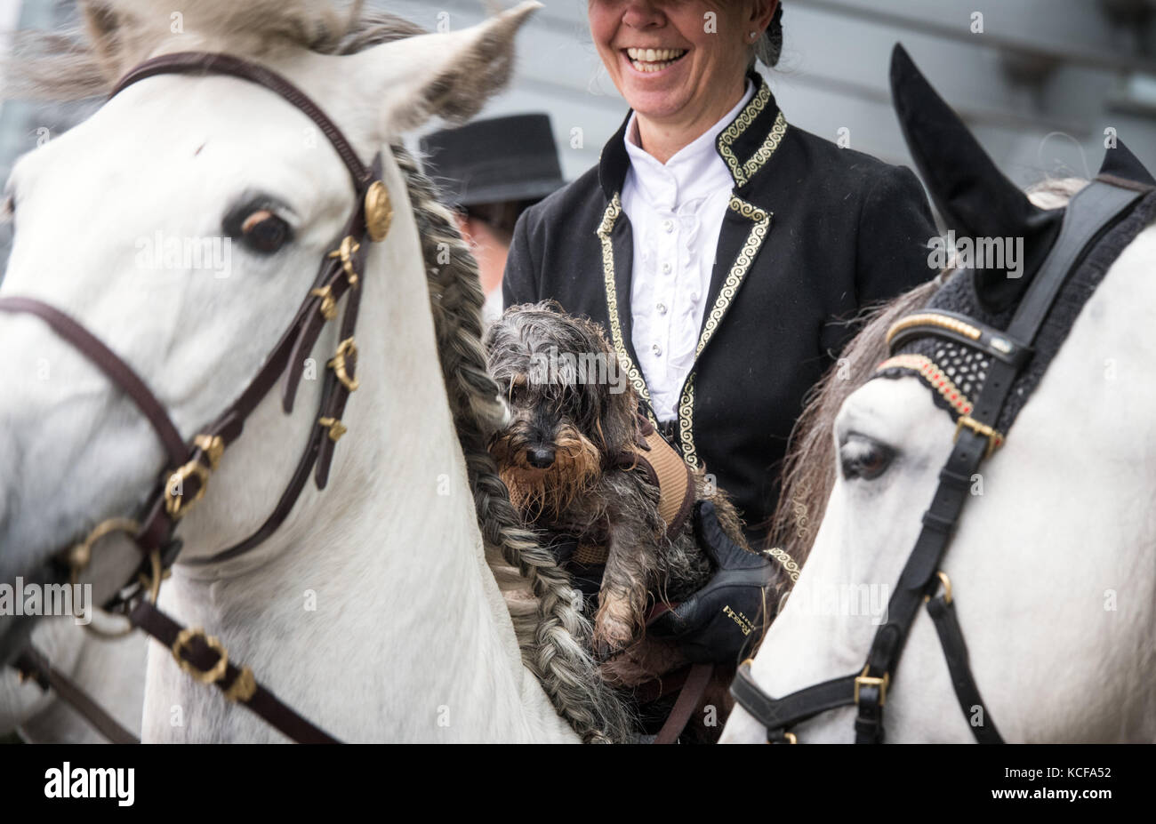 Dortmund, Deutschland. Oktober 2017. Kaninchendackel „Uta von Marienberghang“ sitzt auf dem andalusischen Pferd „Senior Carlos“ mit Pia Grobecker von einem spanischen Reitgruppo im Rahmen einer Fotosession der Messe „Hund & Pferd“ (lit. Hund & Pferd) in Dortmund, Deutschland, 05. Oktober 2017. Die Messe findet ab dem 13-15. Oktober 2017 in den Westfalenhallen statt. Quelle: Bernd Thissen/dpa/Alamy Live News Stockfoto