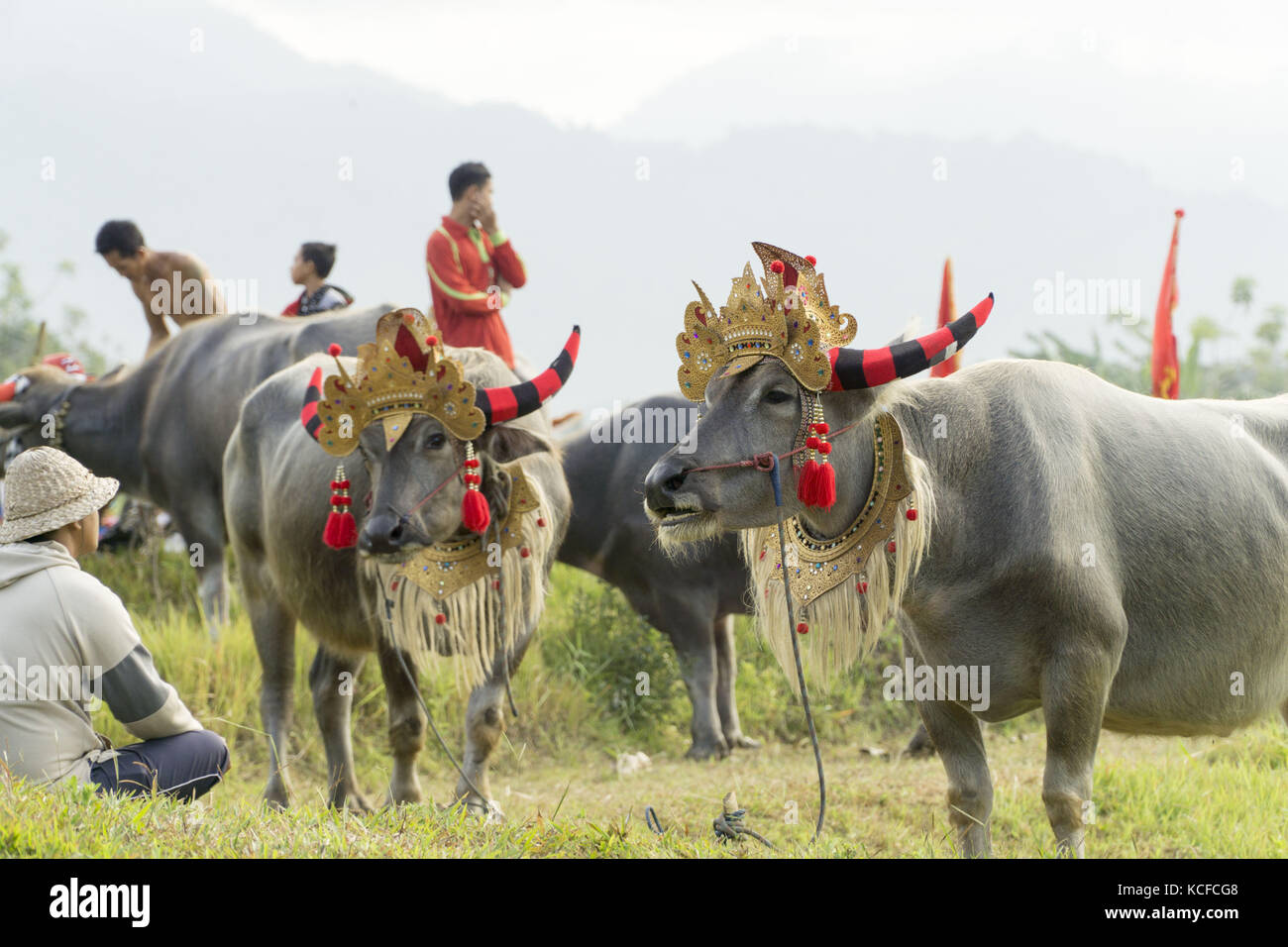 Jembrana, Bali, Indonesien. September 2017. BALI, INDONESIEN - OKTOBER 04 : Büffel mit Dekoration vor dem Buffalo-Rennen Makepung in Jembrana am 24. September 2017 in Bali, Indonesien. Makepung ist eine traditionelle Büffelrasse Bali, der Ursprung dieser Rasse wurde im Jahr 1930 eingeführt, zu der Zeit, die der Bauer zusammen ernten muss, um ihr Gefühl der Aufregung auszudrücken, weil die Ernte erfolgreich ist, dann eine mit anderen, die den Büffelsporn Rennen zum Dorf machen, Und bis dahin werden die Büffel, die dann Makepung oder Buffalo Race geboren wurden, jedes Jahr zur Routine-Agenda. (Bild: © Sijori I. Stockfoto