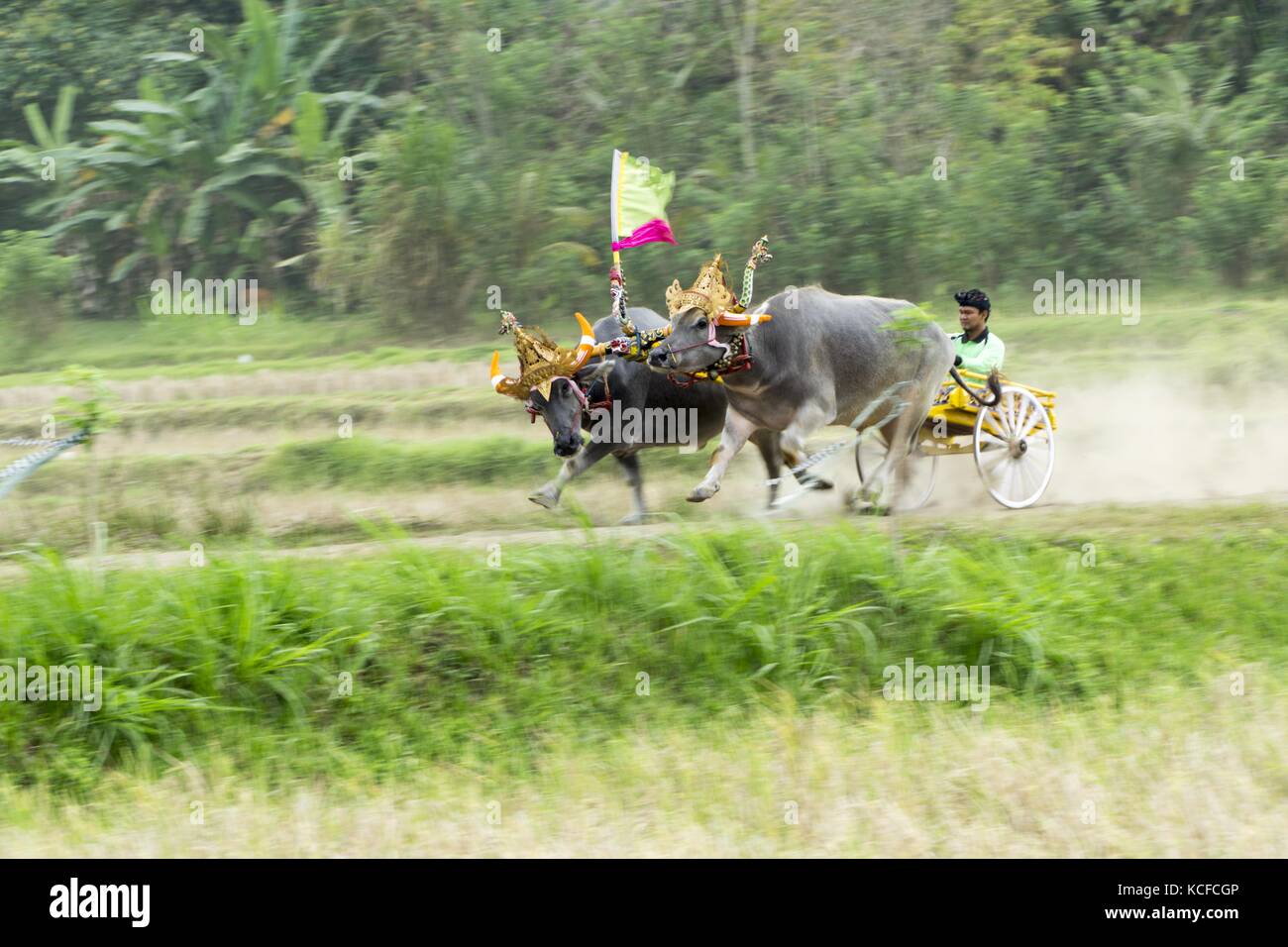 Jembrana, Bali, Indonesien. September 2017. BALI, INDONESIEN - OKTOBER 04 : EIN Fahrer hält ein Gurtzeug während des Buffalo Rennens Makepung in Jembrana am 24. September 2017 in Bali, Indonesien. Makepung ist eine traditionelle Büffelrasse Bali, der Ursprung dieser Rasse wurde im Jahr 1930 eingeführt, zu der Zeit, die der Bauer zusammen ernten muss, um ihr Gefühl der Aufregung auszudrücken, weil die Ernte erfolgreich ist, dann eine mit anderen, die den Büffelsporn Rennen zum Dorf machen, Und bis dahin werden die Büffel, die dann Makepung oder Buffalo Race geboren wurden, jedes Jahr zur Routine-Agenda. (Bild: © Sijori Im Stockfoto