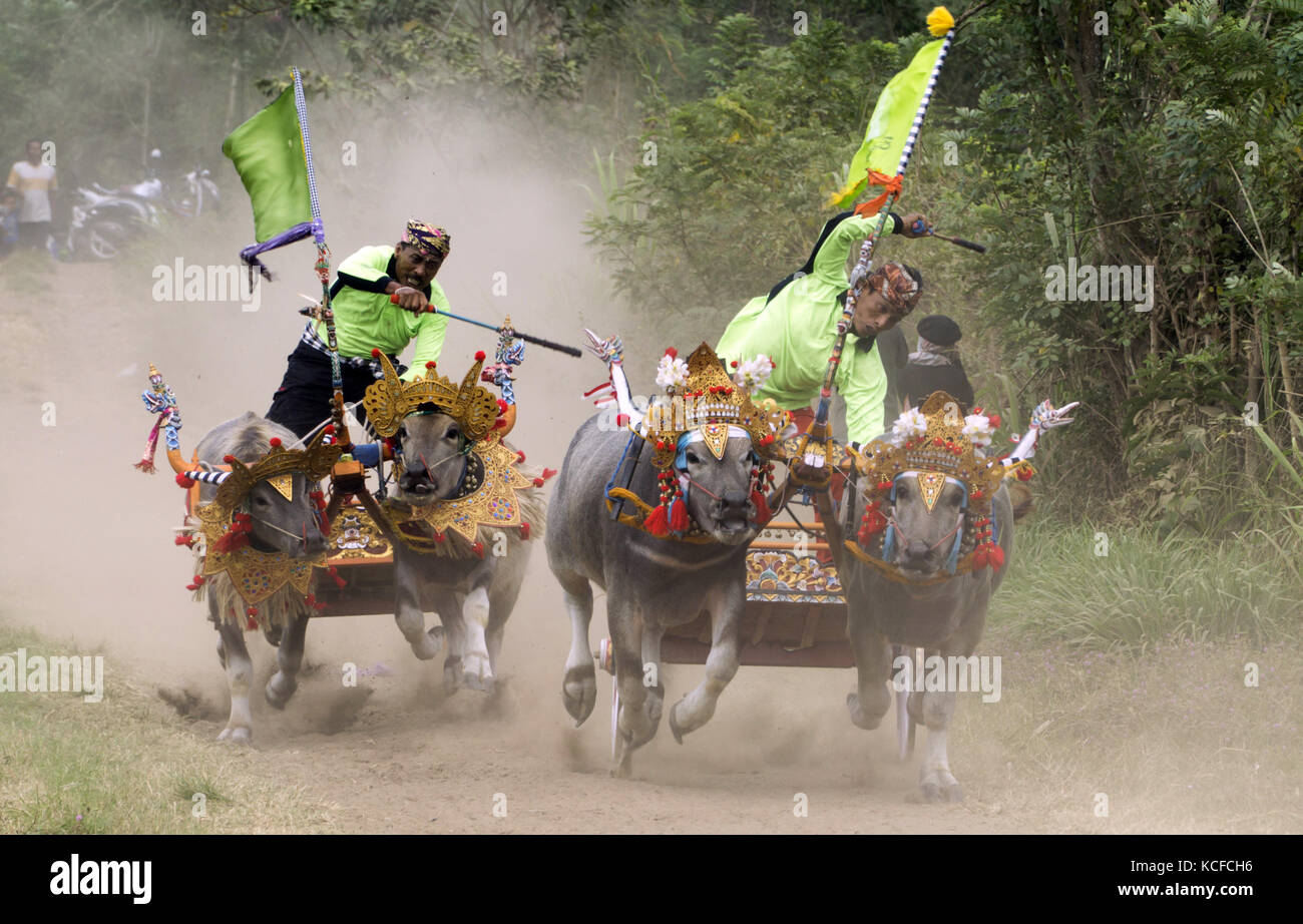 Jembrana, Bali, Indonesien. September 2017. BALI, INDONESIEN - OKTOBER 04 : EIN Fahrer hält ein Gurtzeug während des Buffalo Rennens Makepung in Jembrana am 24. September 2017 in Bali, Indonesien. Makepung ist eine traditionelle Büffelrasse Bali, der Ursprung dieser Rasse wurde im Jahr 1930 eingeführt, zu der Zeit, die der Bauer zusammen ernten muss, um ihr Gefühl der Aufregung auszudrücken, weil die Ernte erfolgreich ist, dann eine mit anderen, die den Büffelsporn Rennen zum Dorf machen, Und bis dahin werden die Büffel, die dann Makepung oder Buffalo Race geboren wurden, jedes Jahr zur Routine-Agenda. (Bild: © Sijori Im Stockfoto