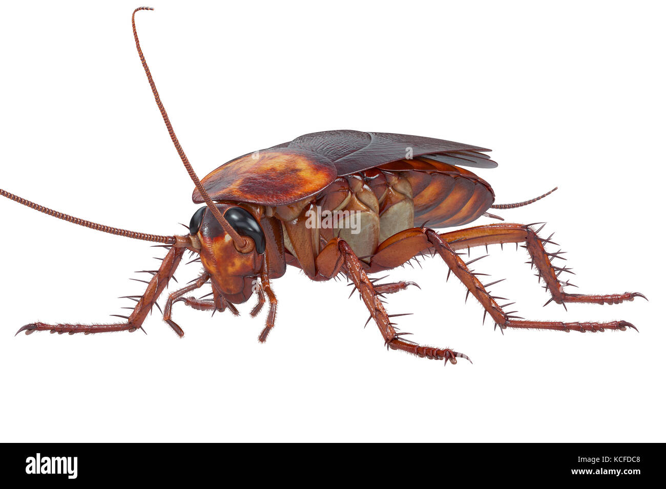 Kakerlaken-Käfer braun klein Stockfoto