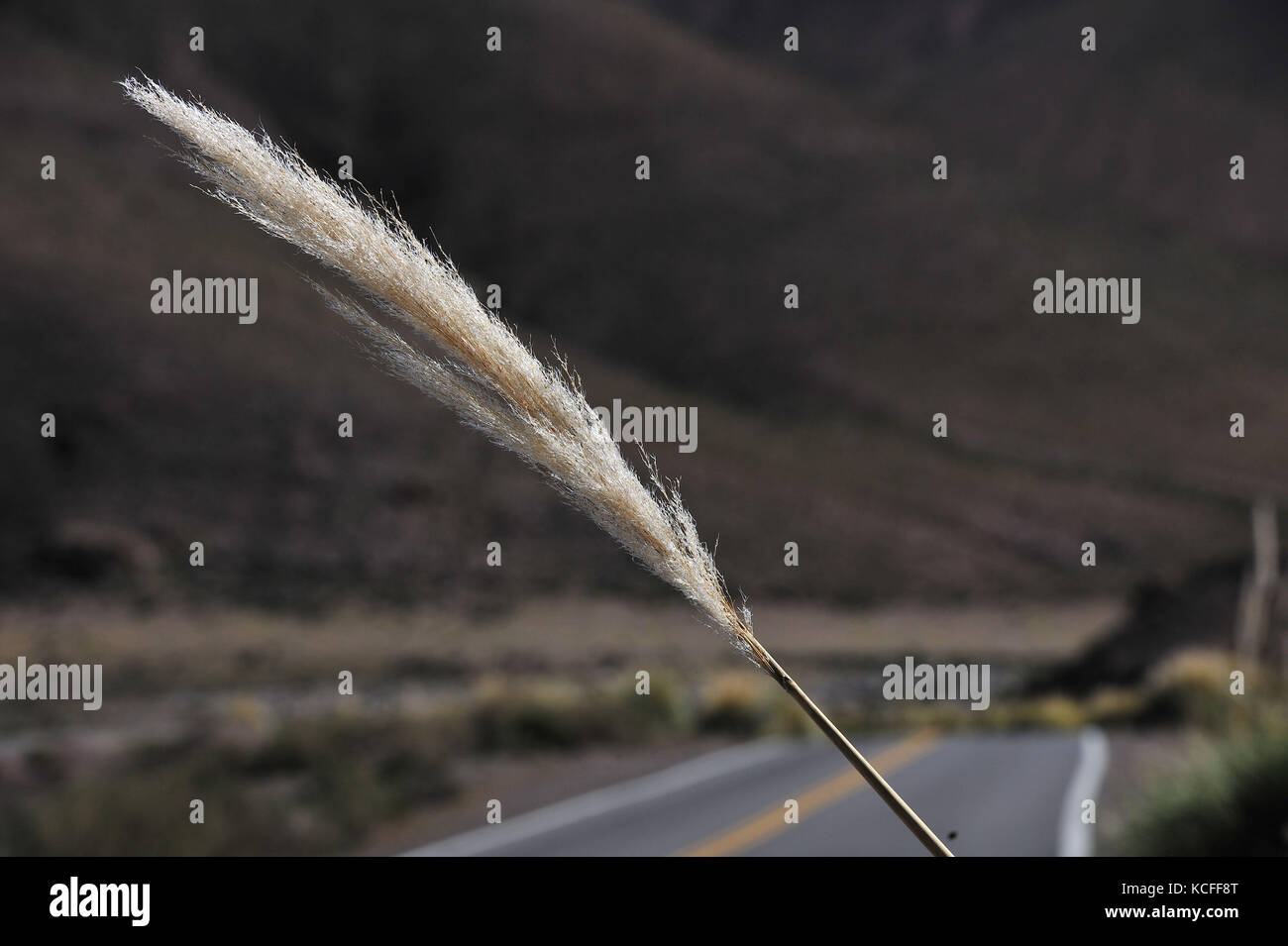 Blumen, Gras, weiße Büschel, 2015, Wüste, Atacama, Chile Stockfoto