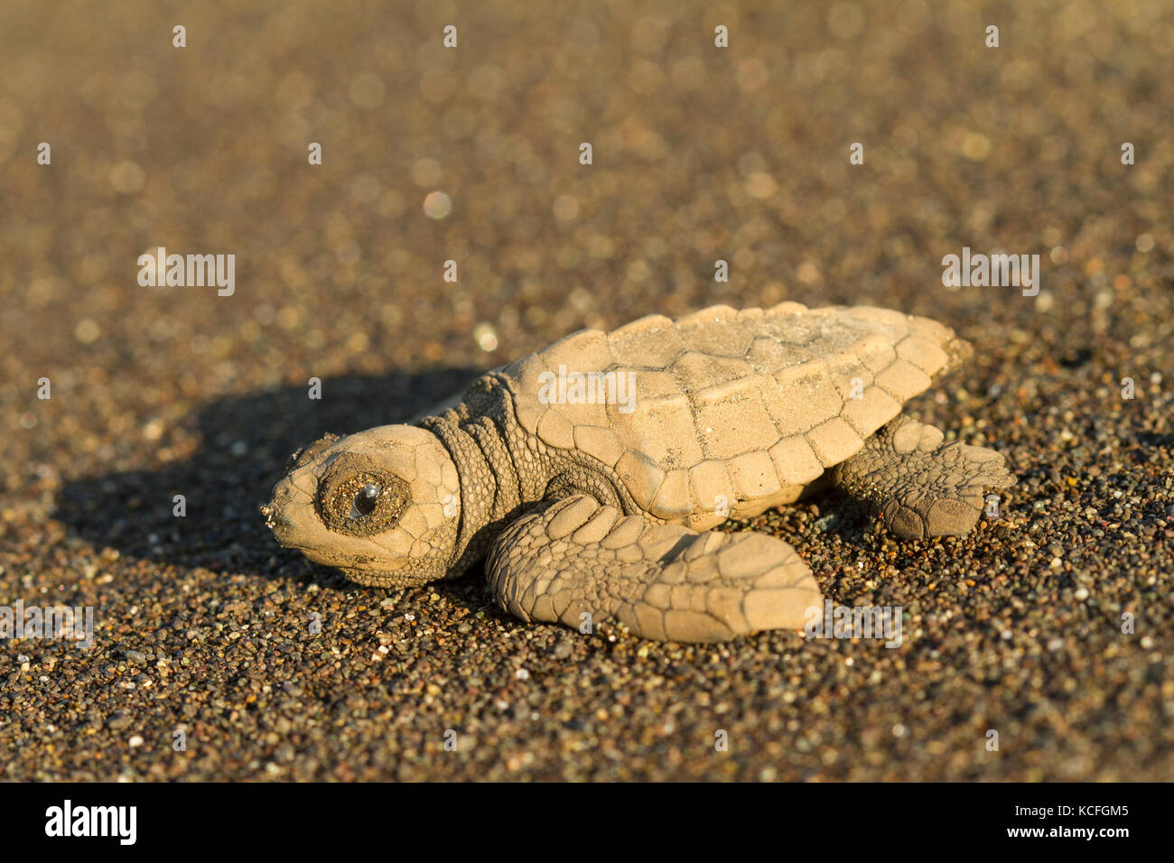Green Turtle, Chelonia mydas, Mittelamerika, Costa Rica Stockfoto
